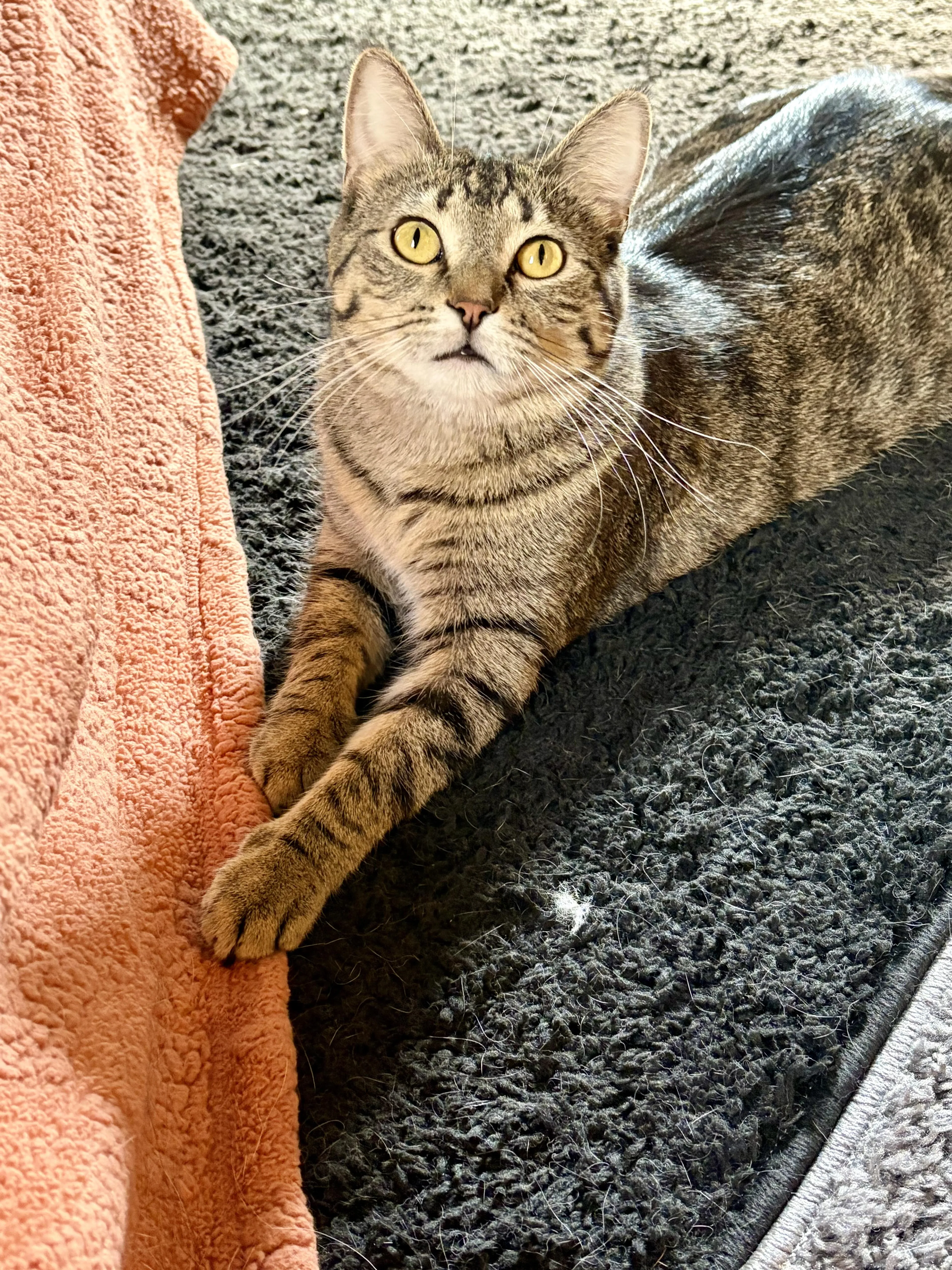Found pet-0