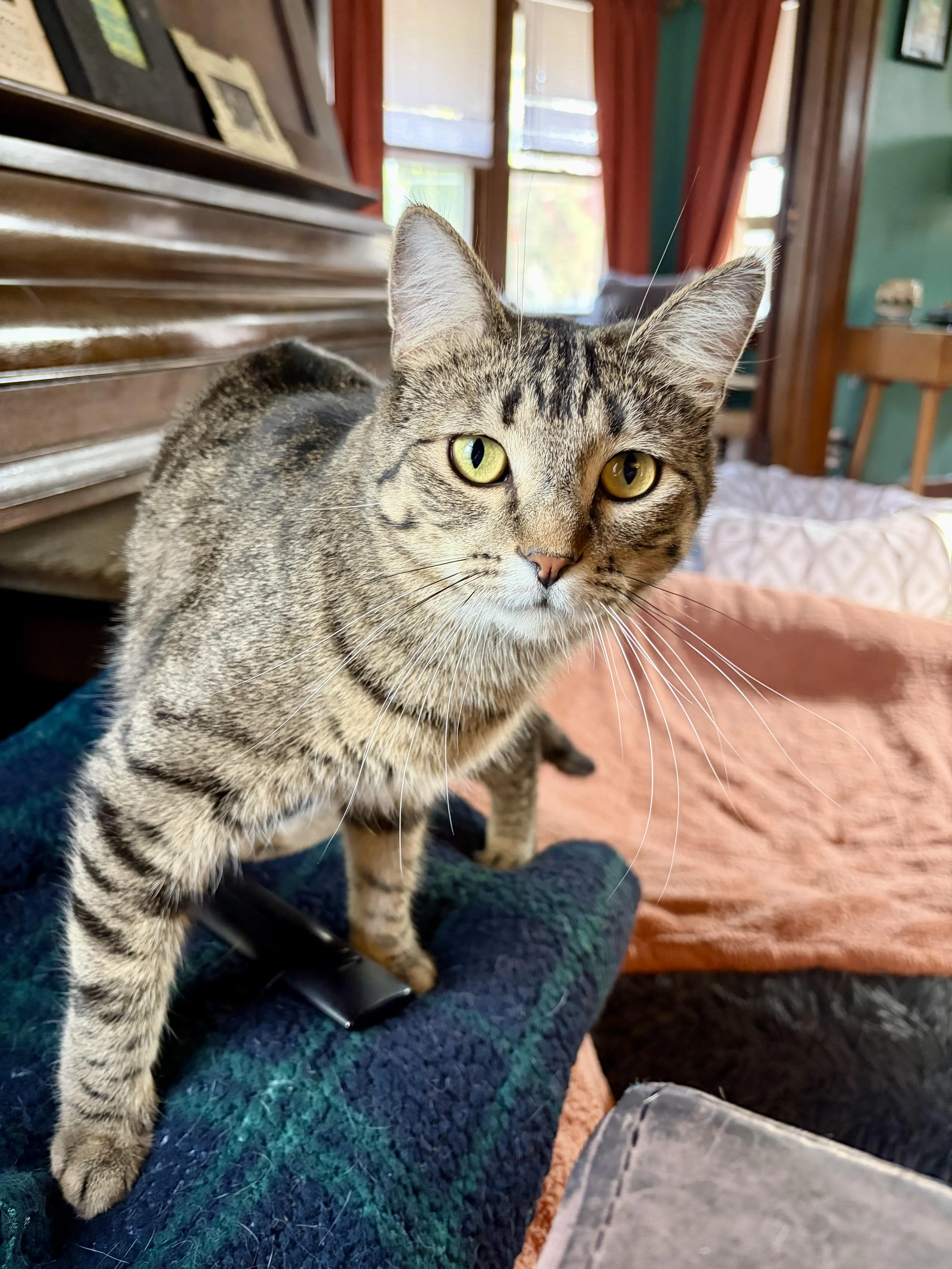 Found pet-2