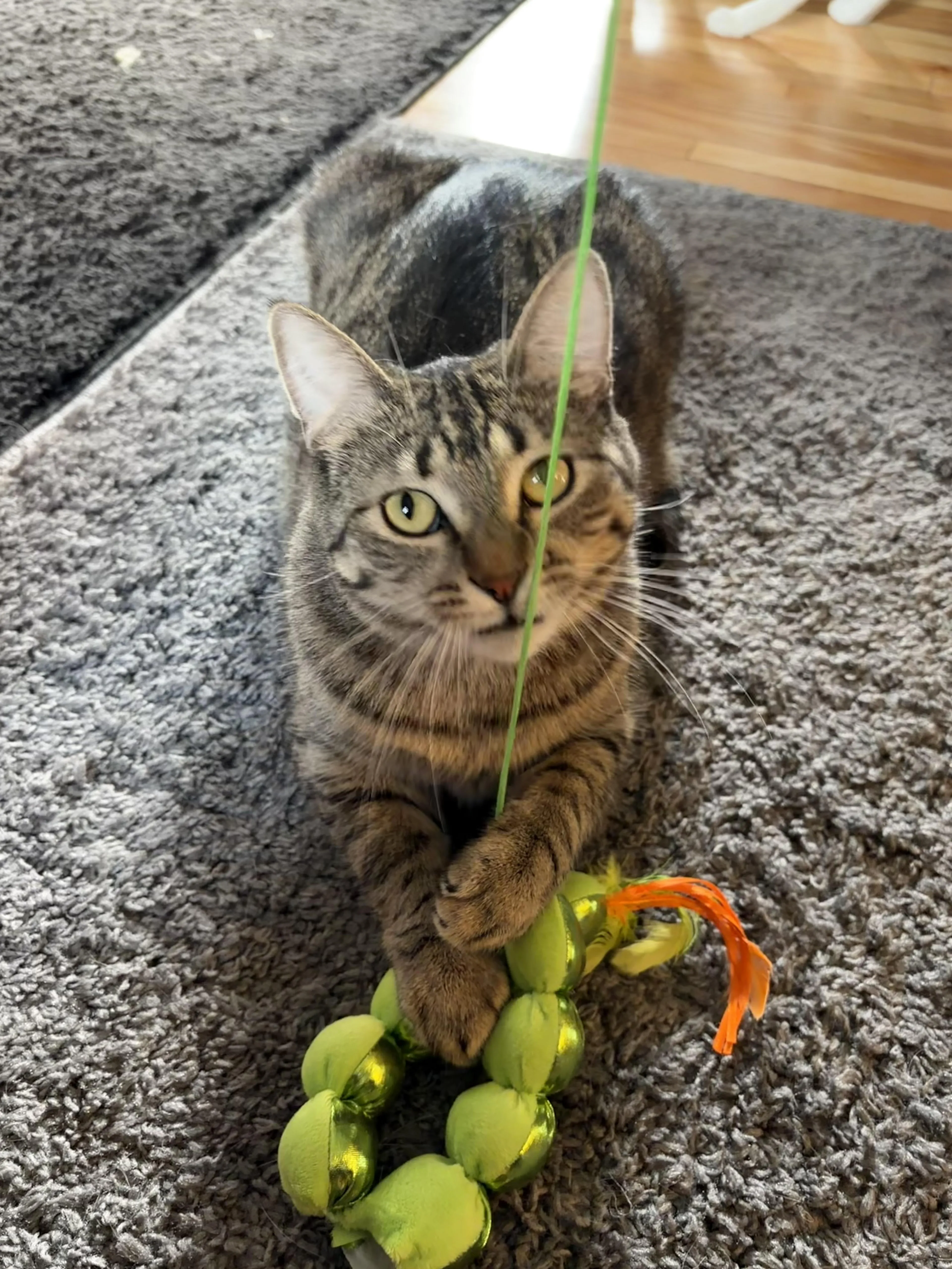 Found pet-1