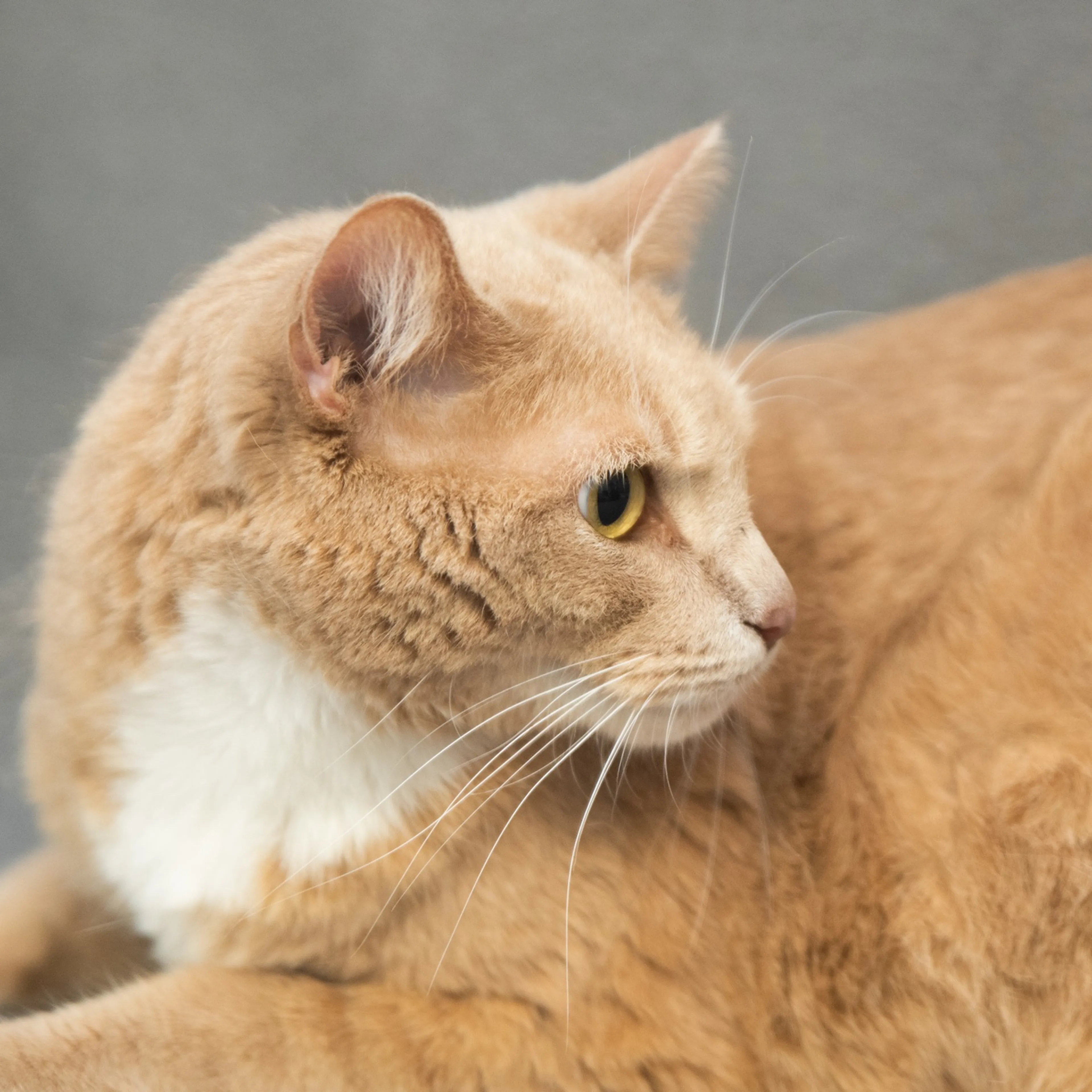 Found pet-1