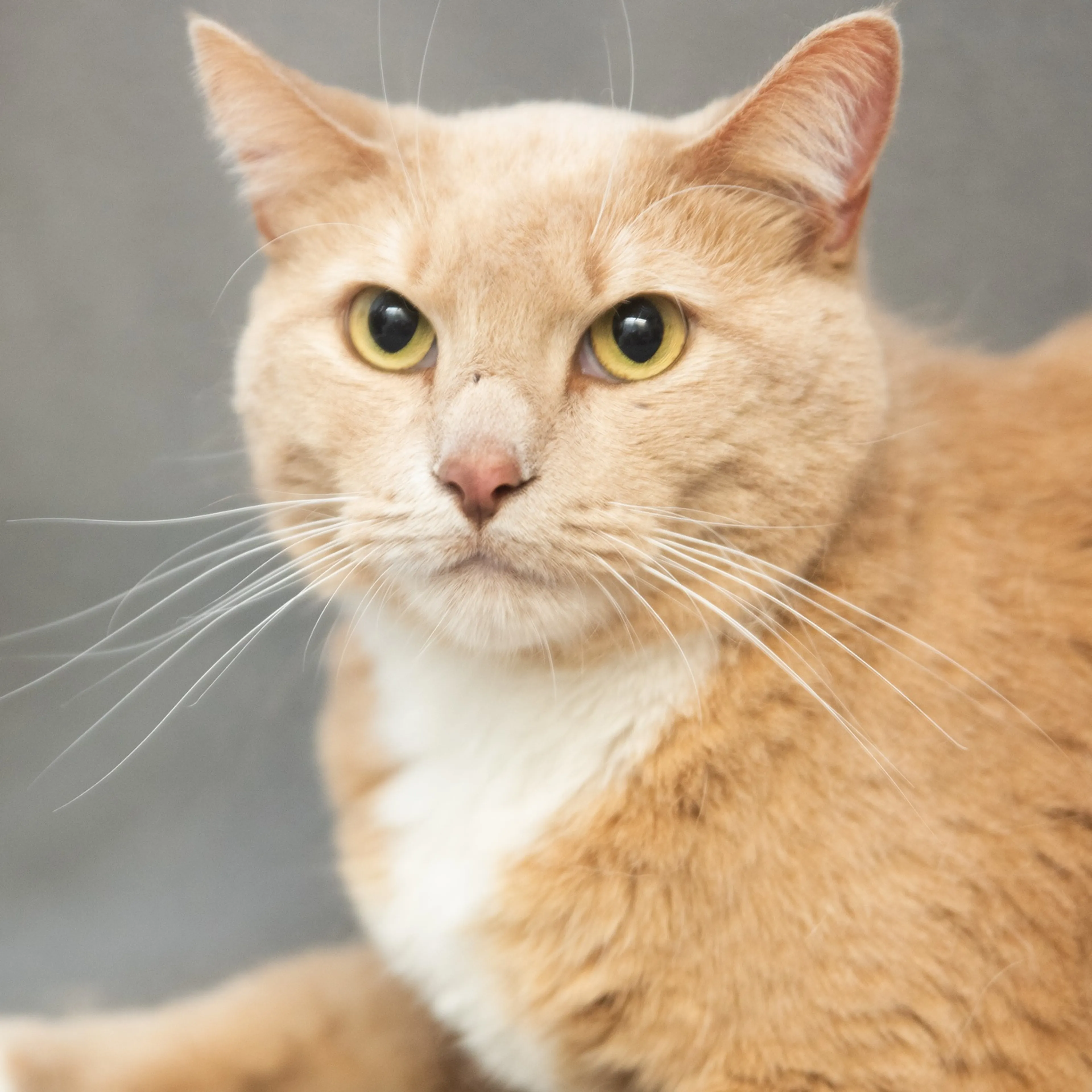 Found pet-5