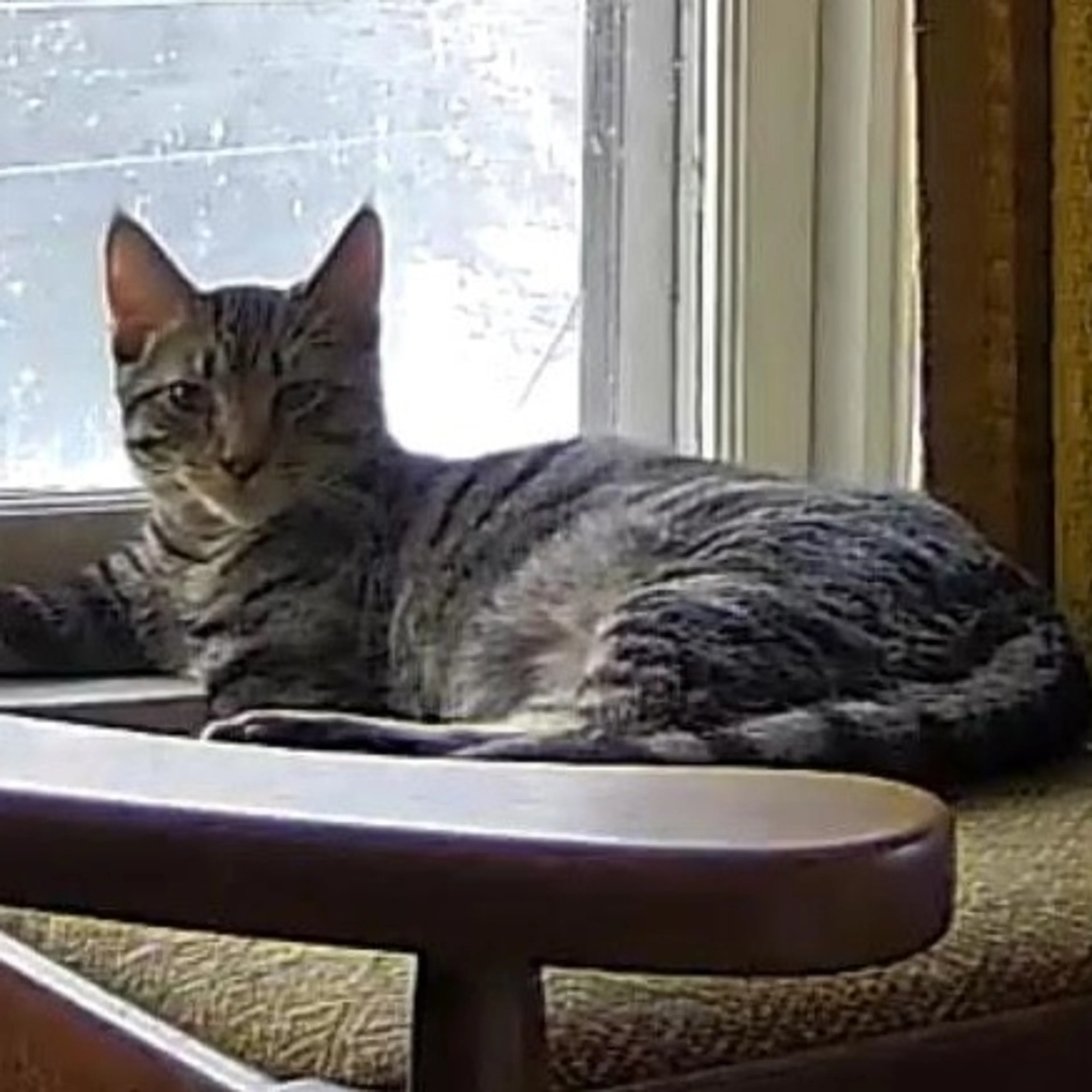 Found pet-1