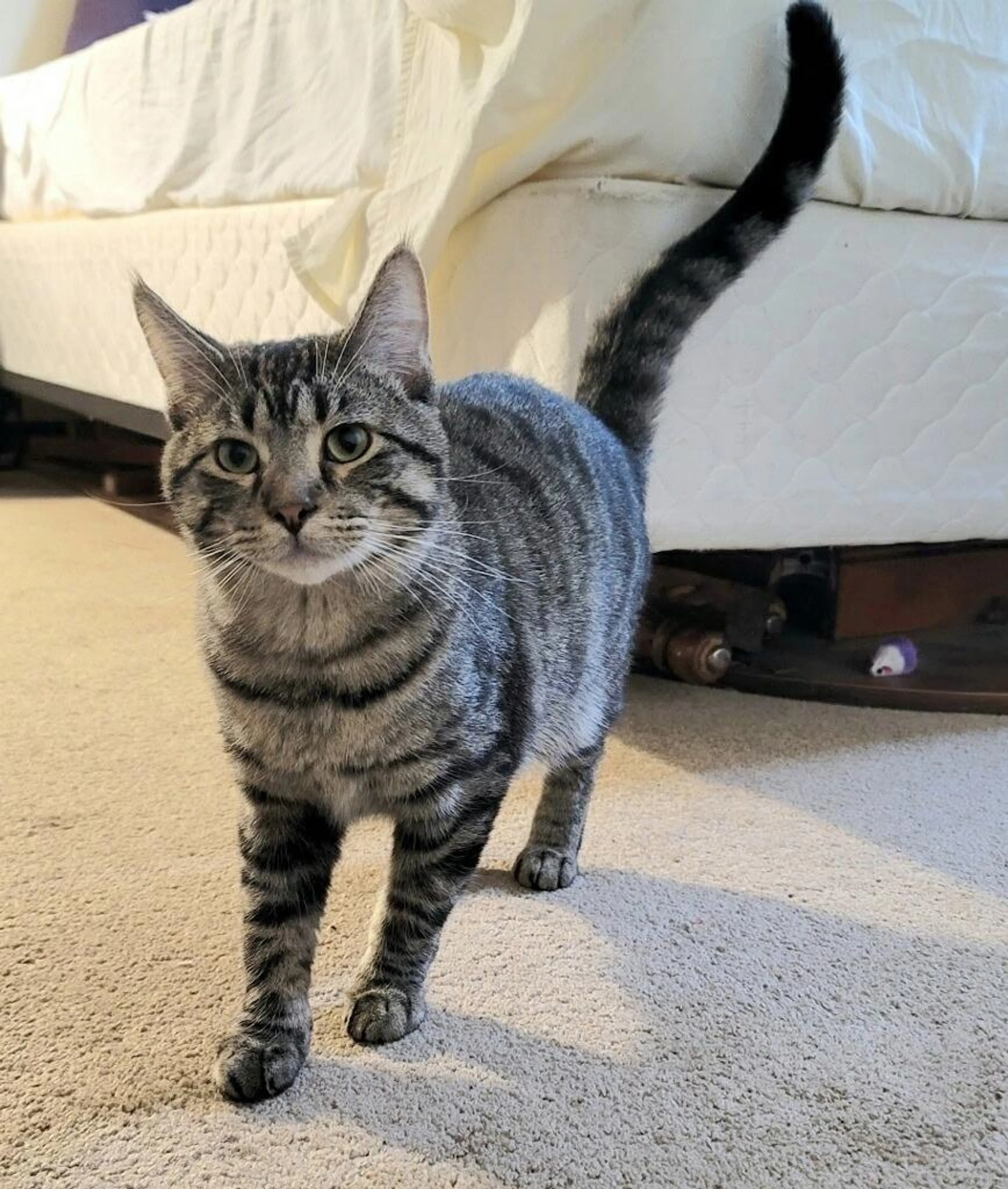 Found pet-2