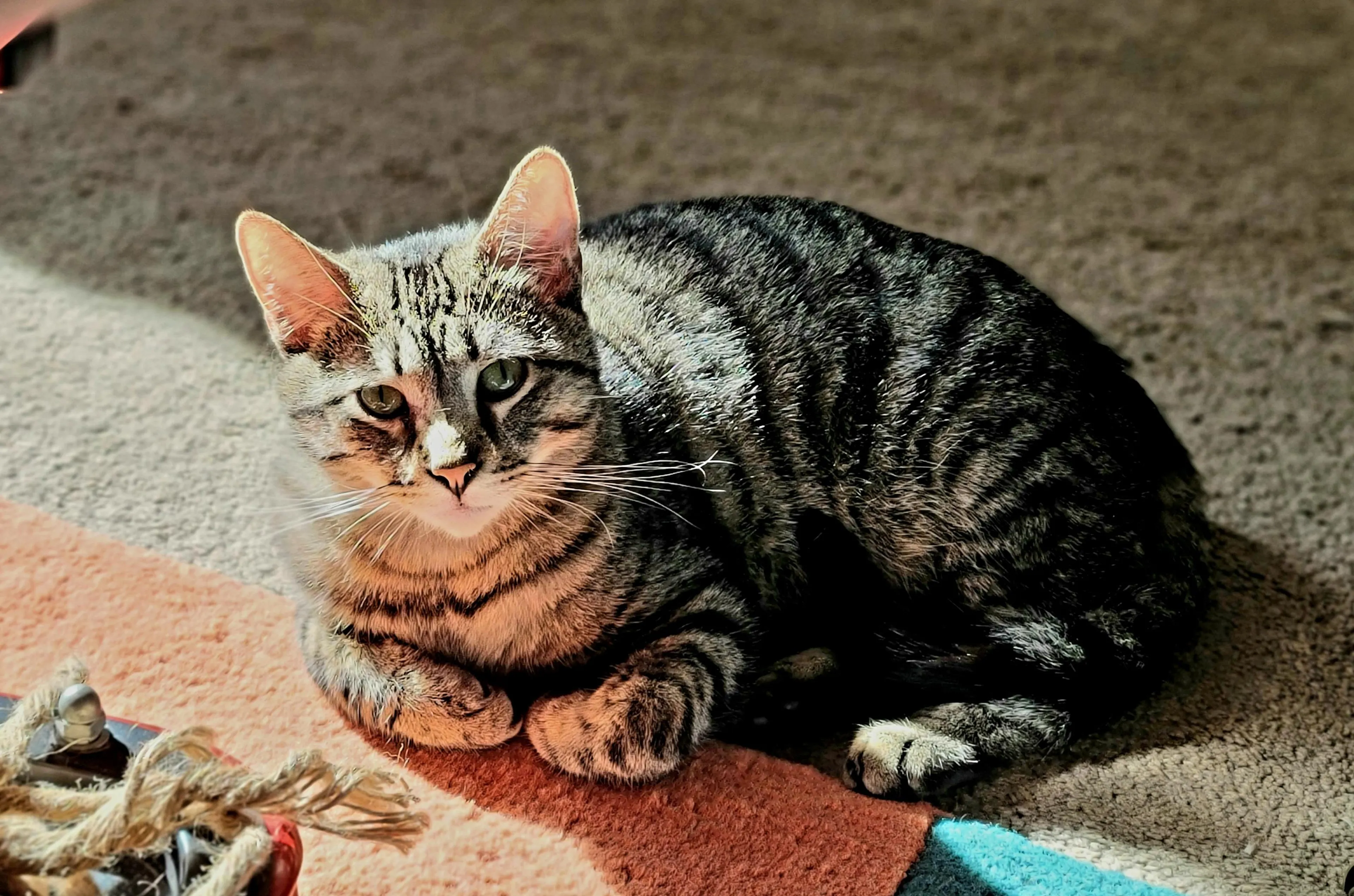 Found pet-5