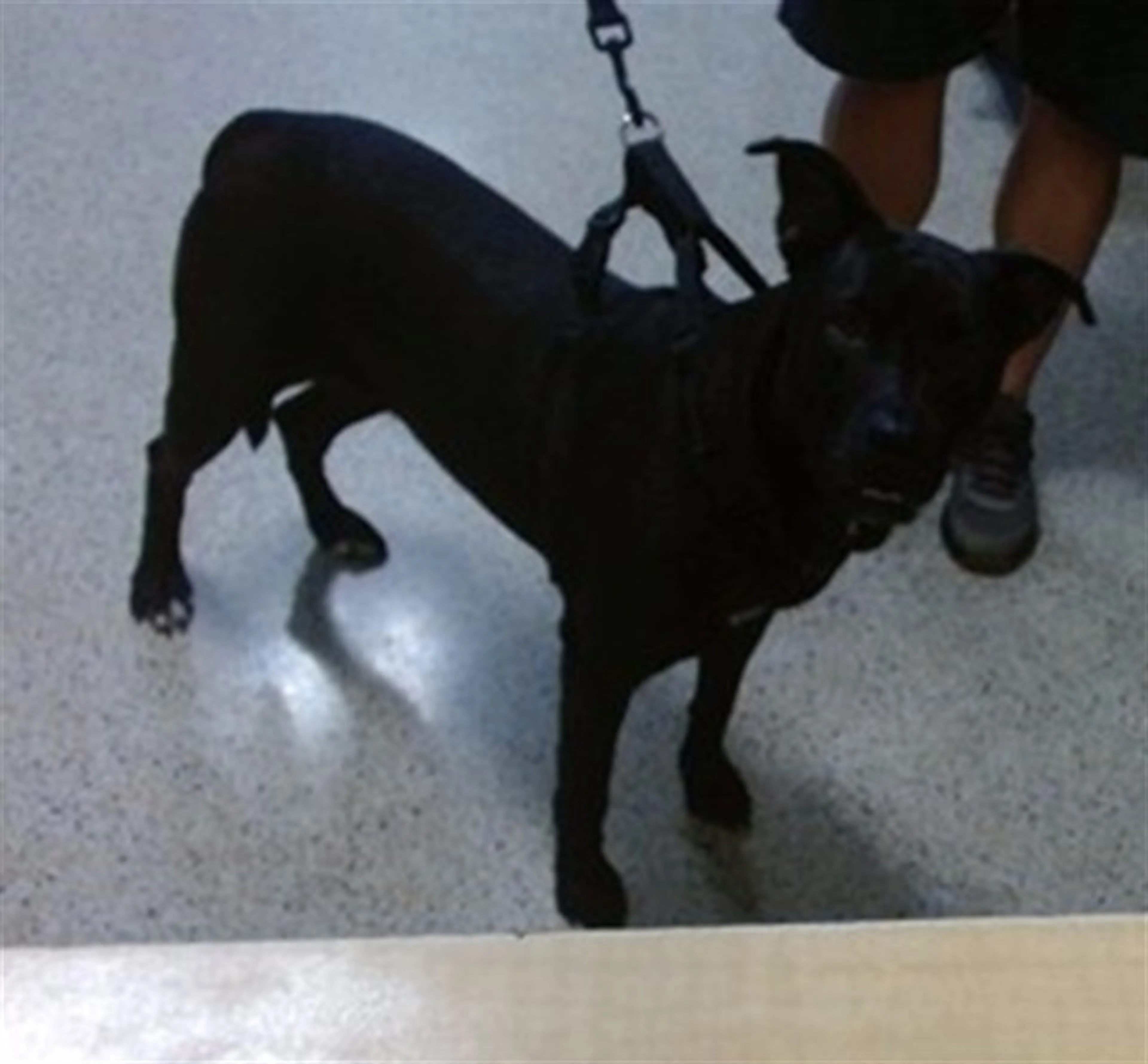 Found pet
