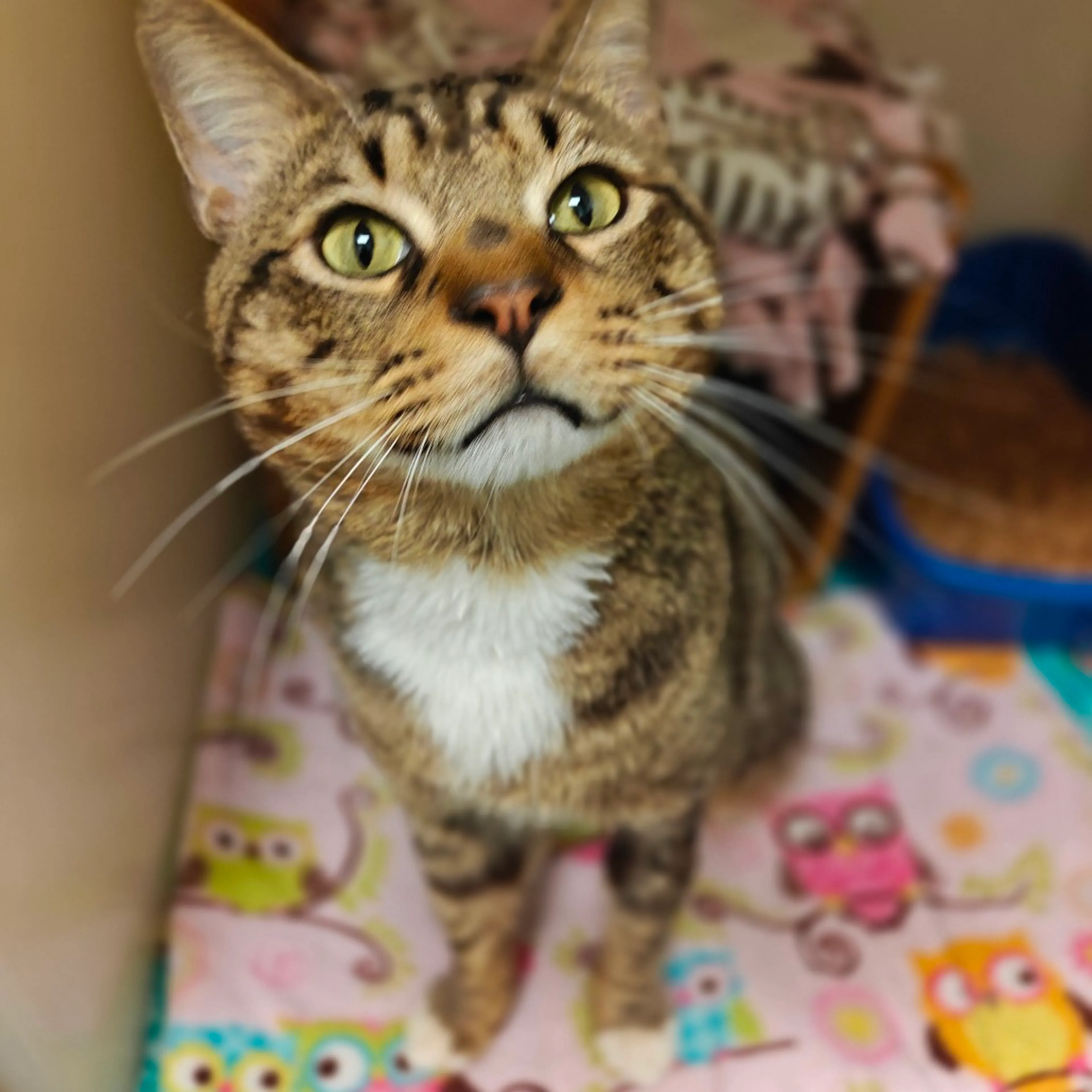 Found pet-5