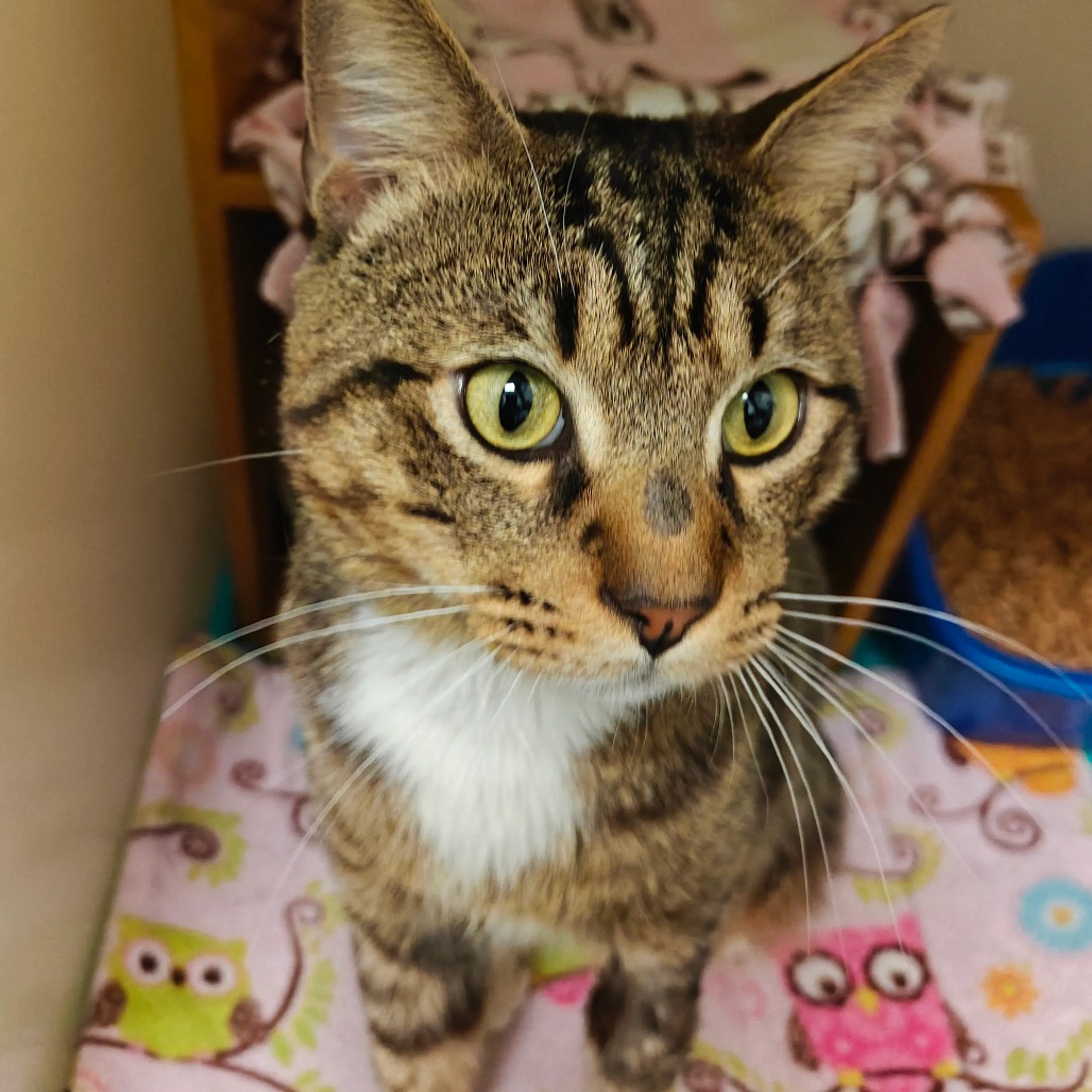 Found pet-4