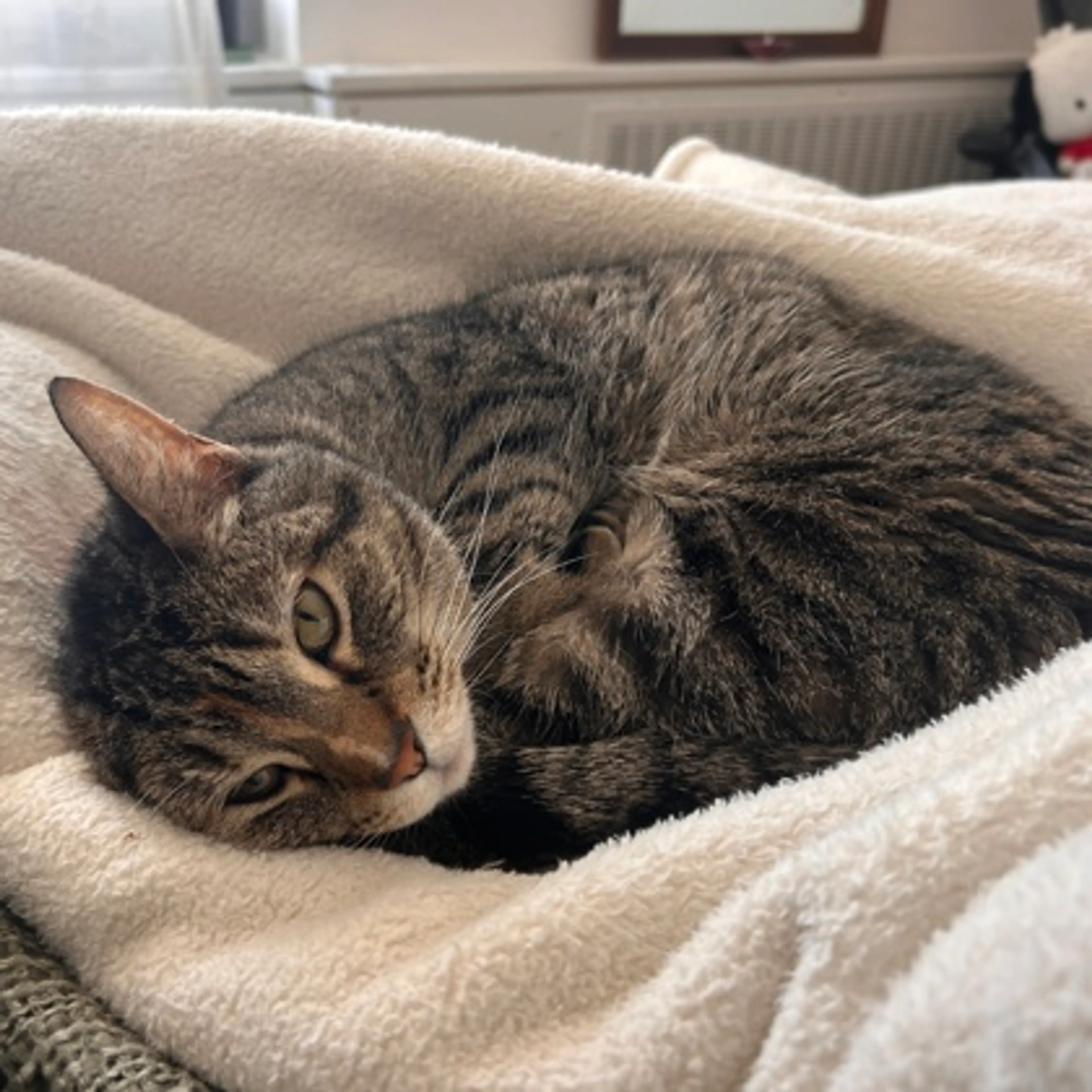 Found pet-2