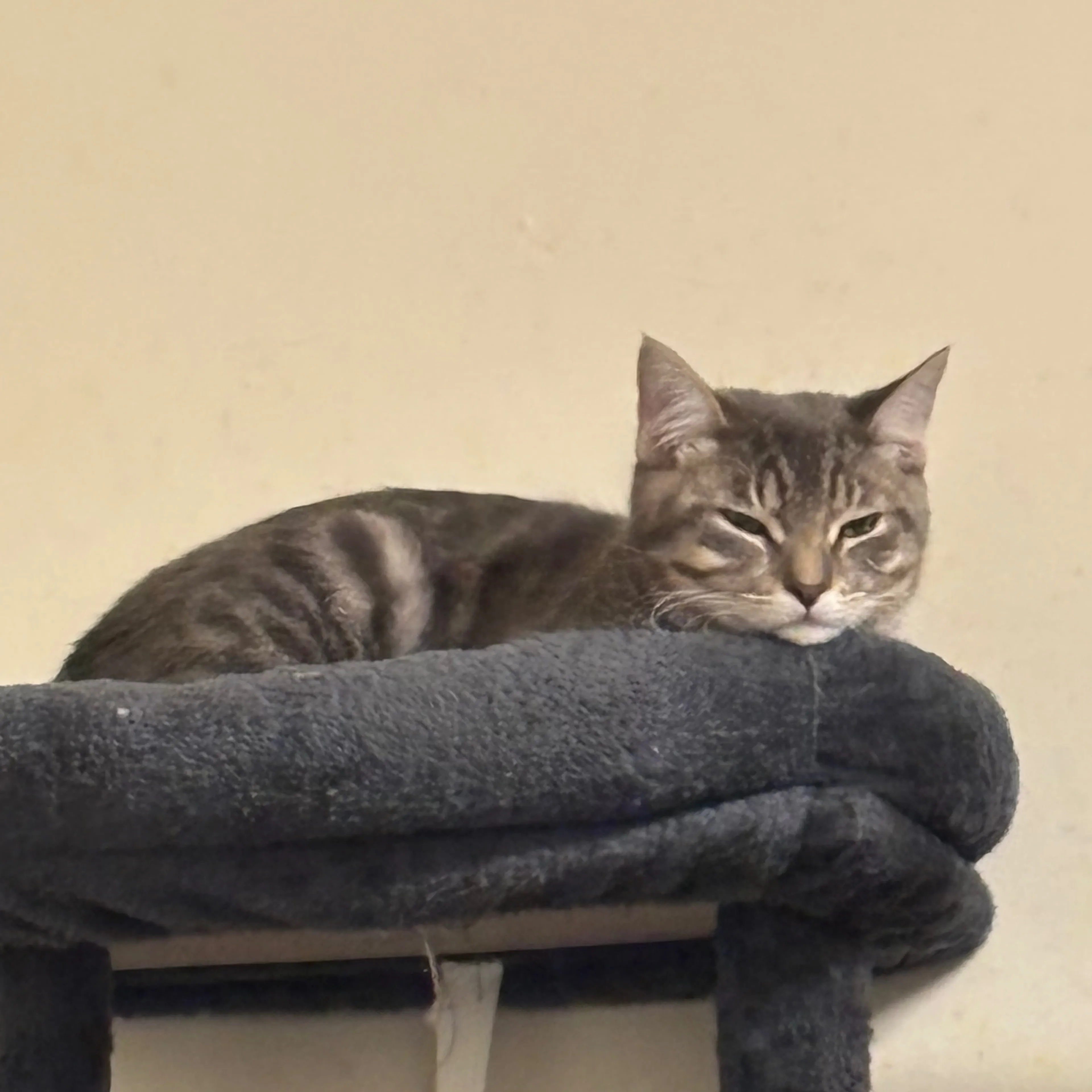 Lost pet-2