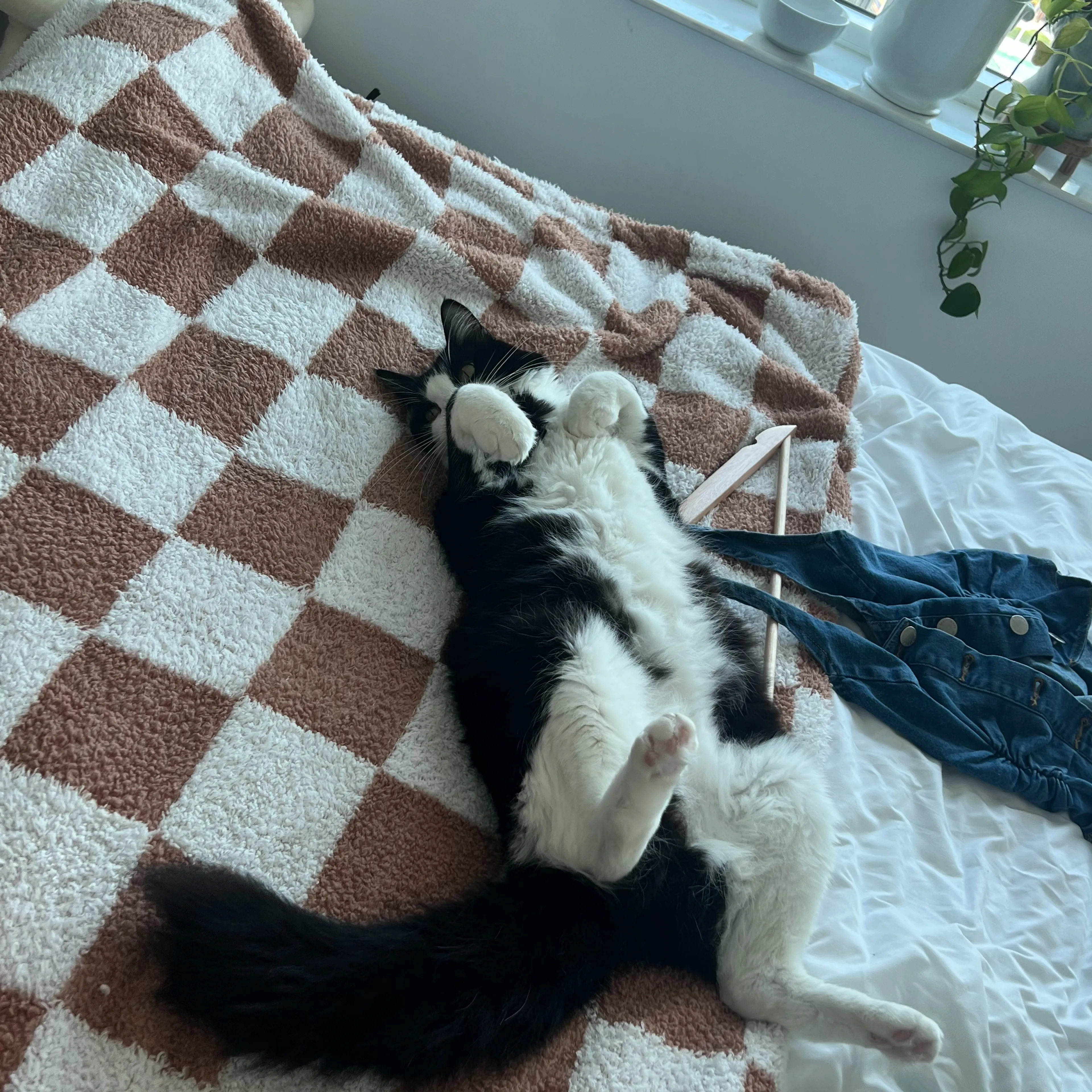 Lost pet-1