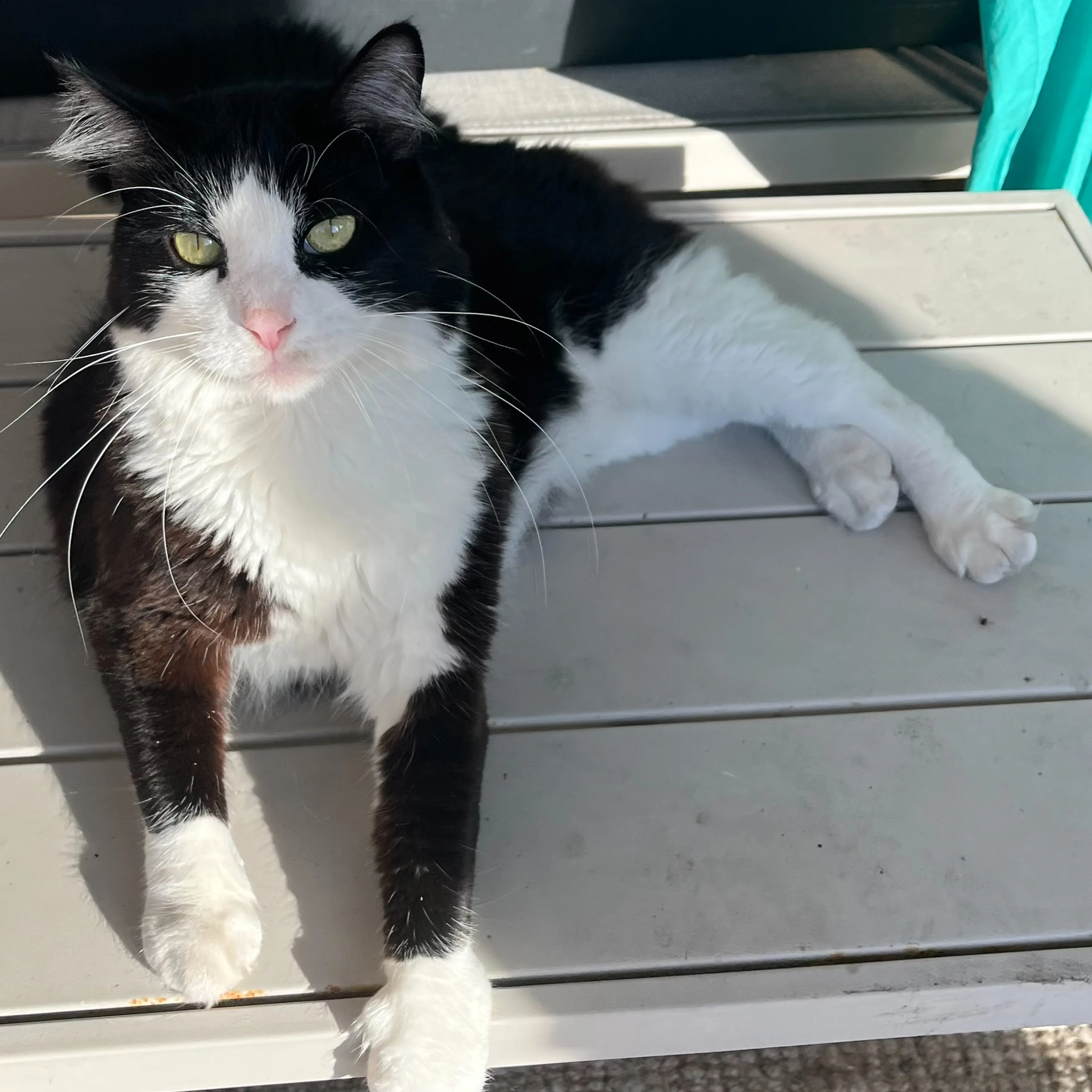 Lost pet-3