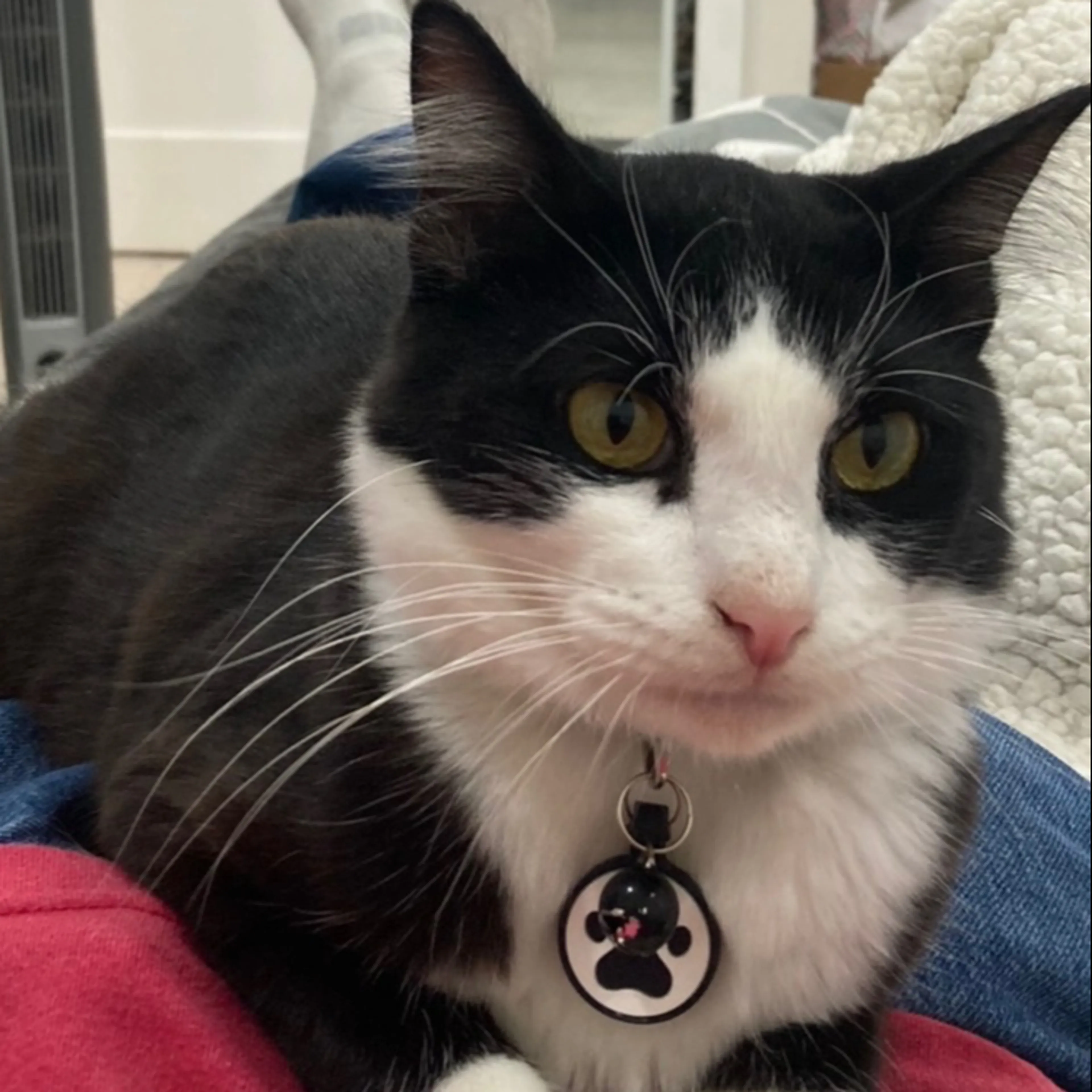 Lost pet-2