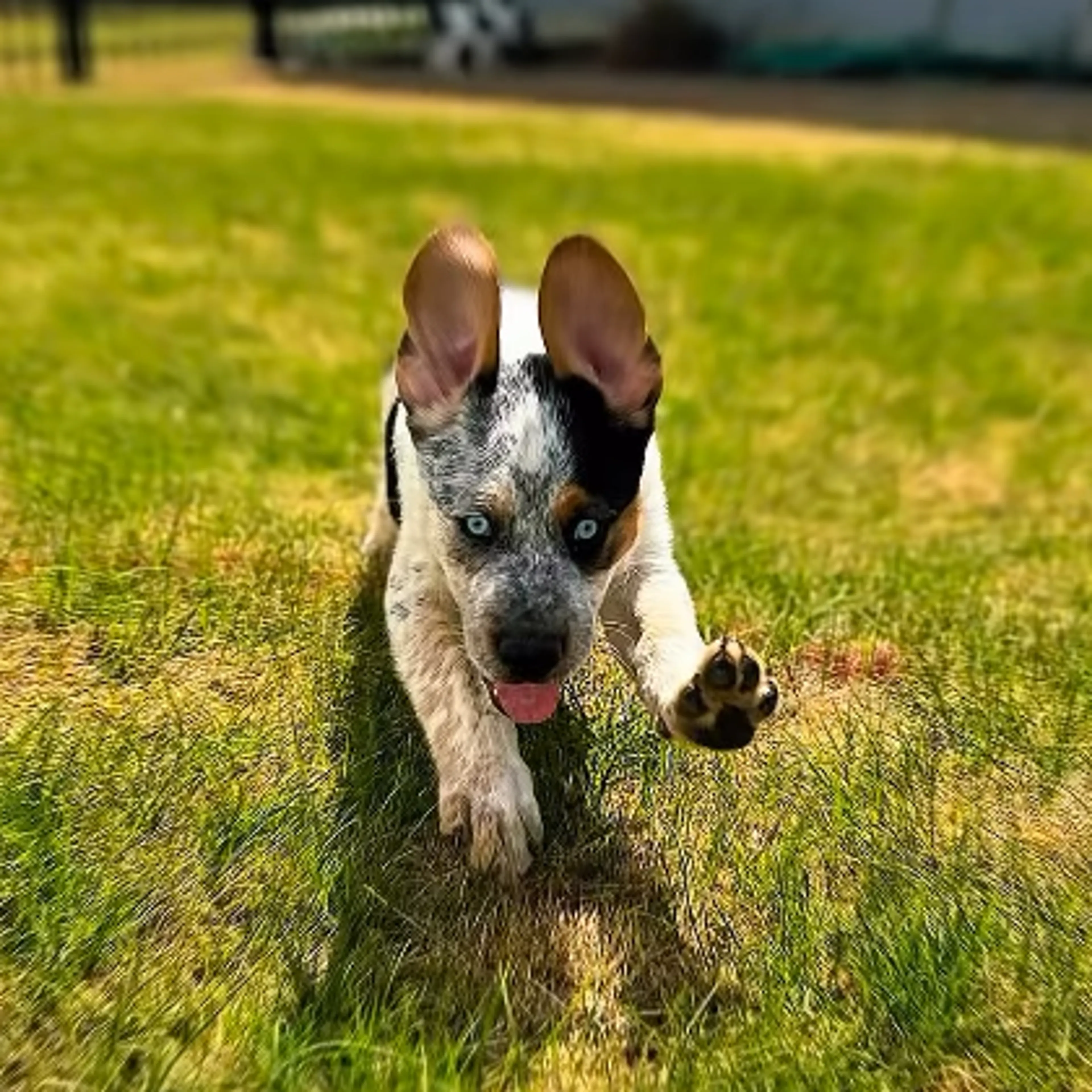 Found pet-13