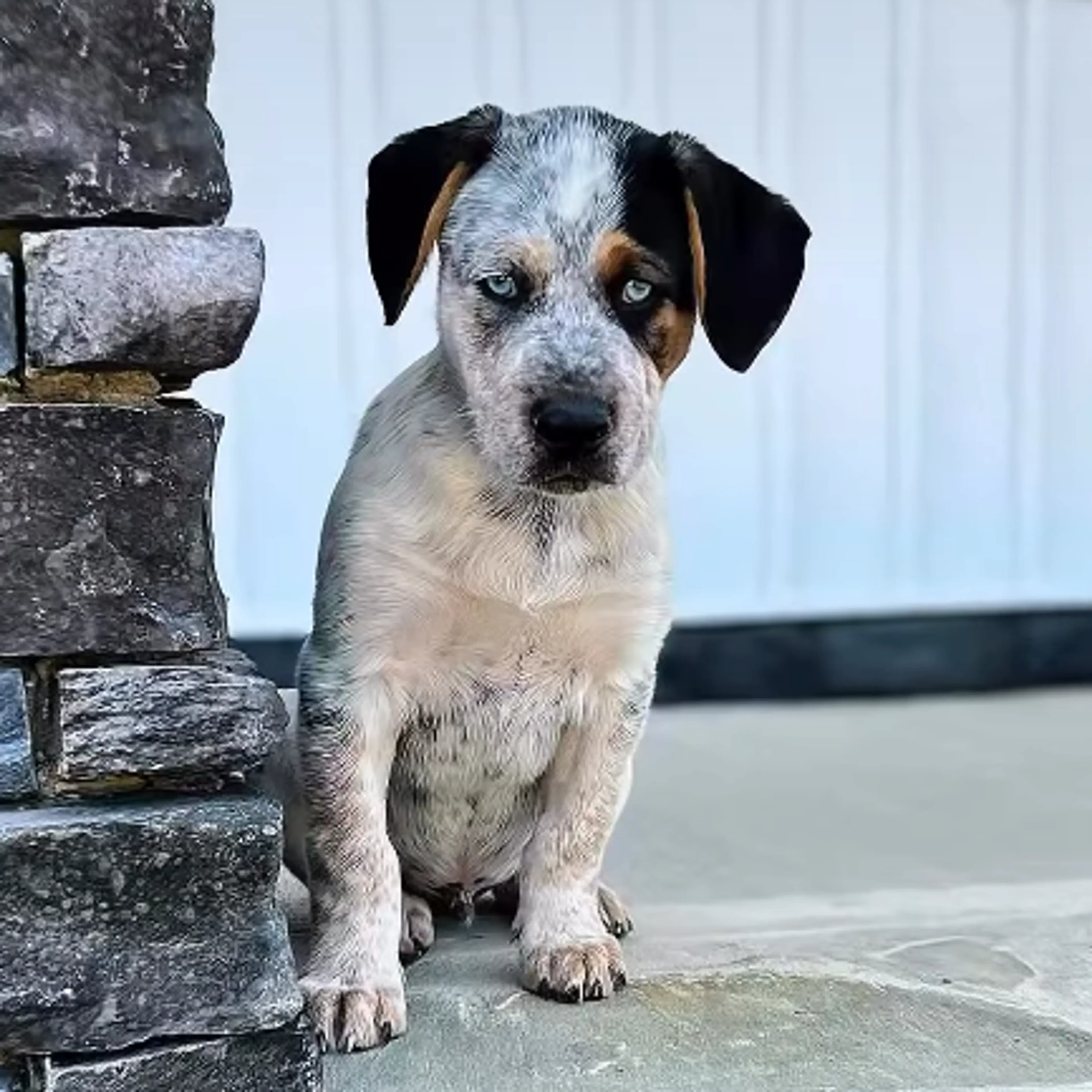 Found pet-14