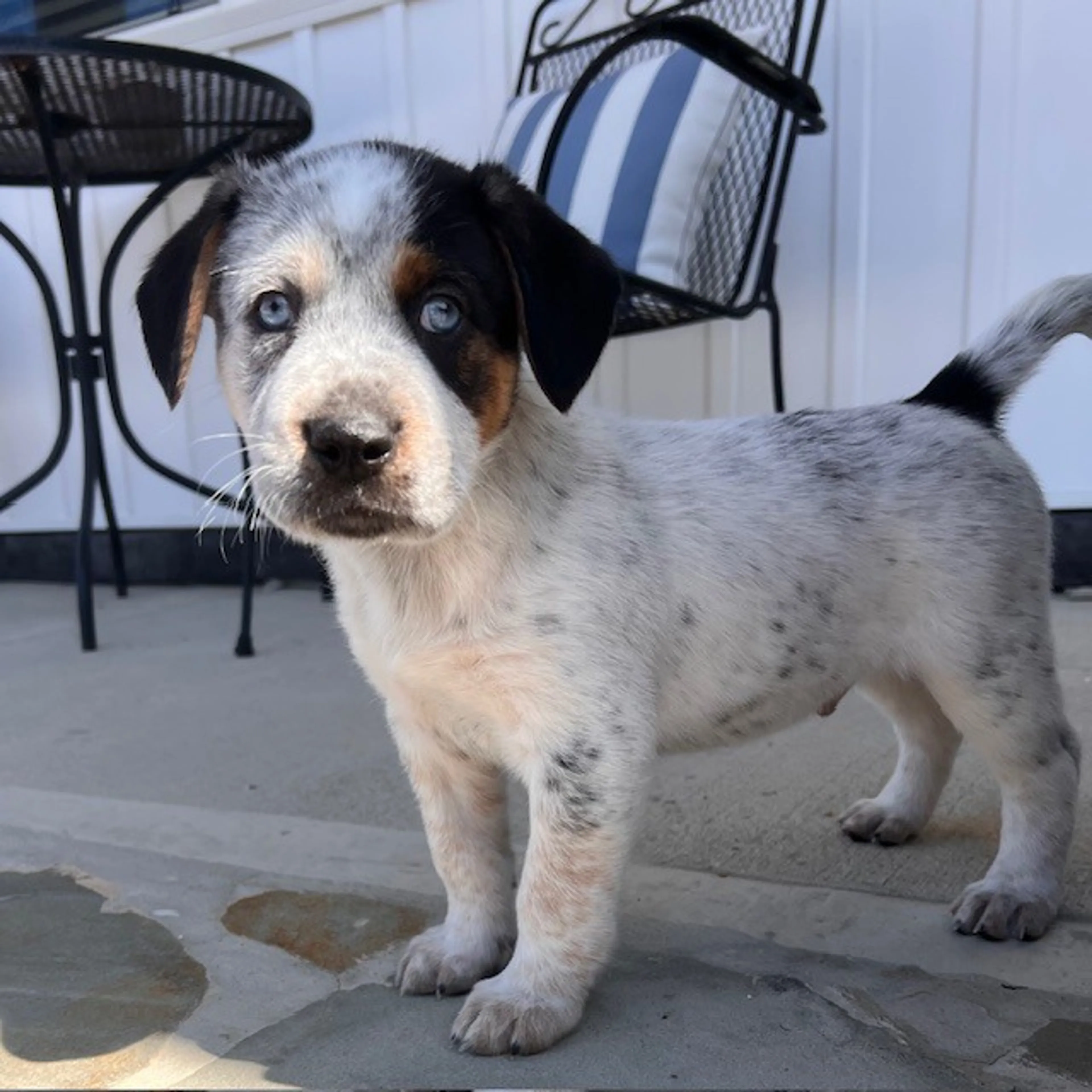 Found pet-10