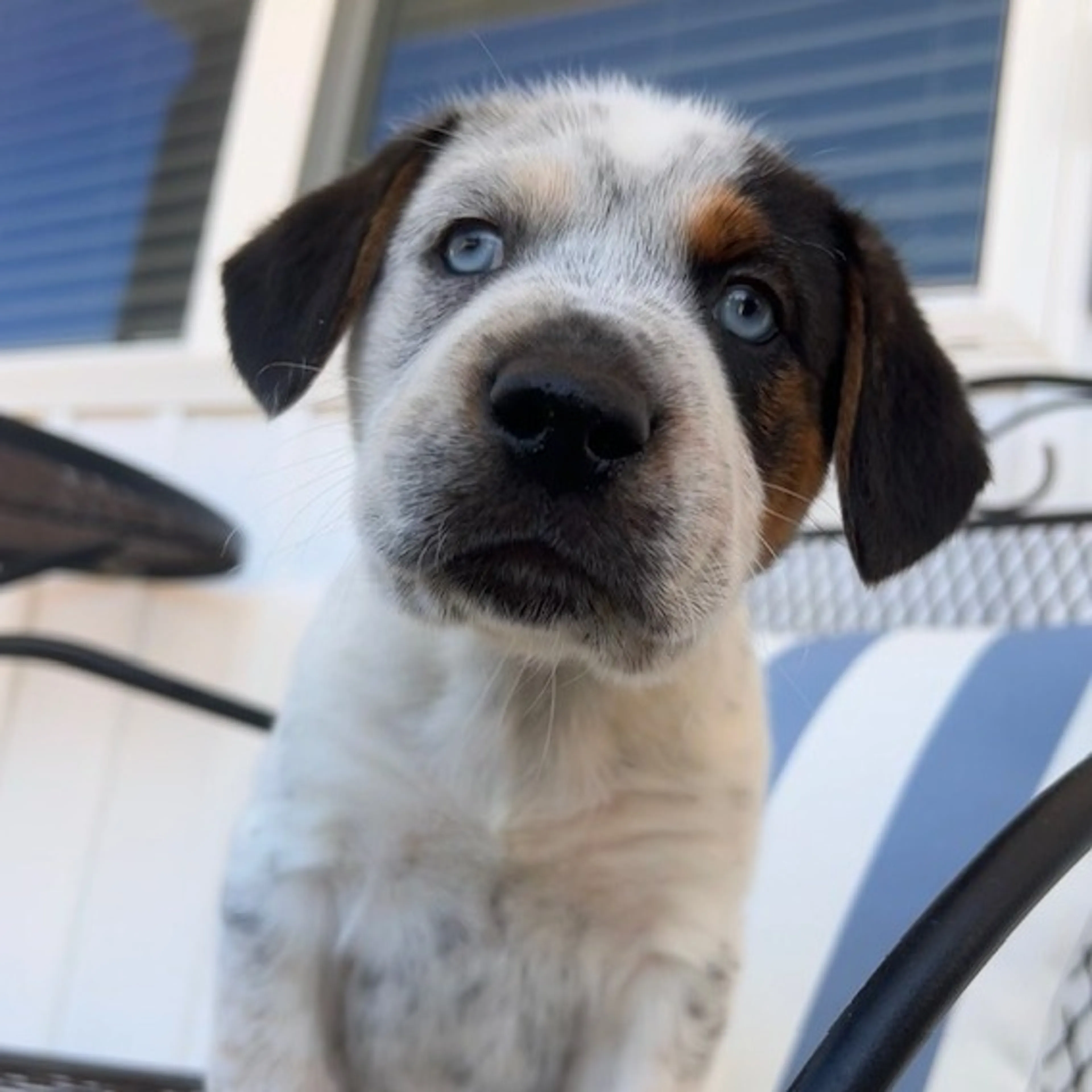 Found pet-8