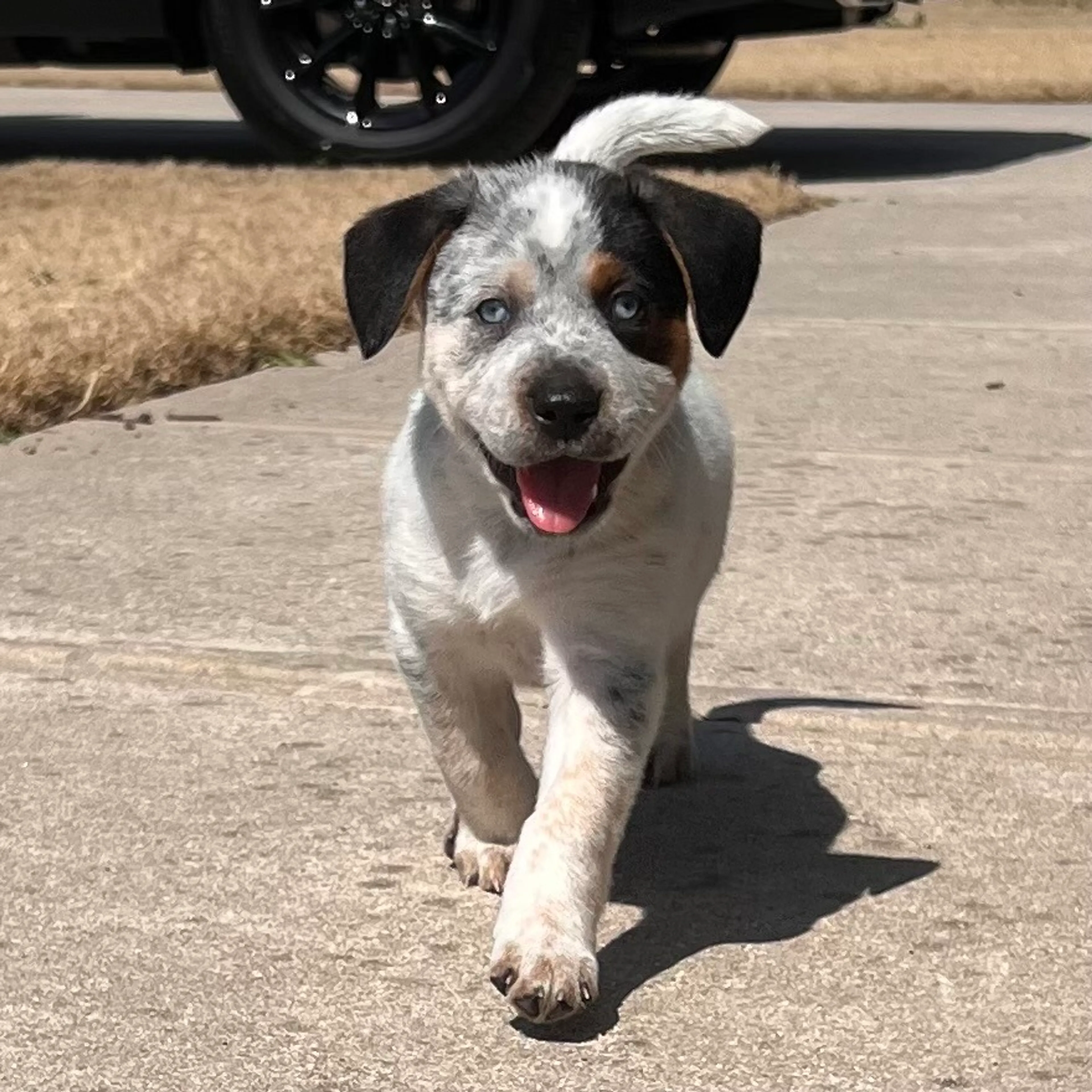 Found pet-11