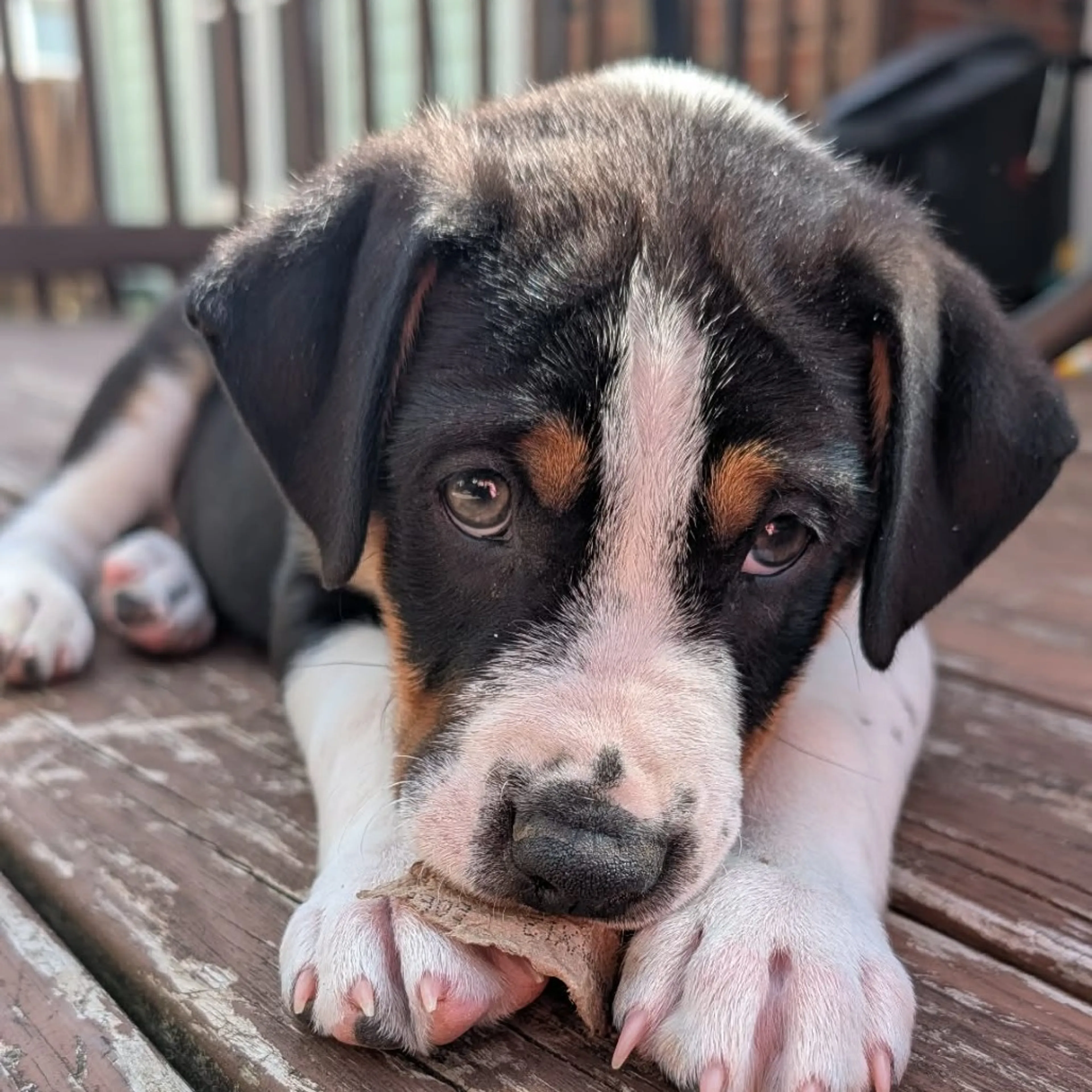 Found pet-7