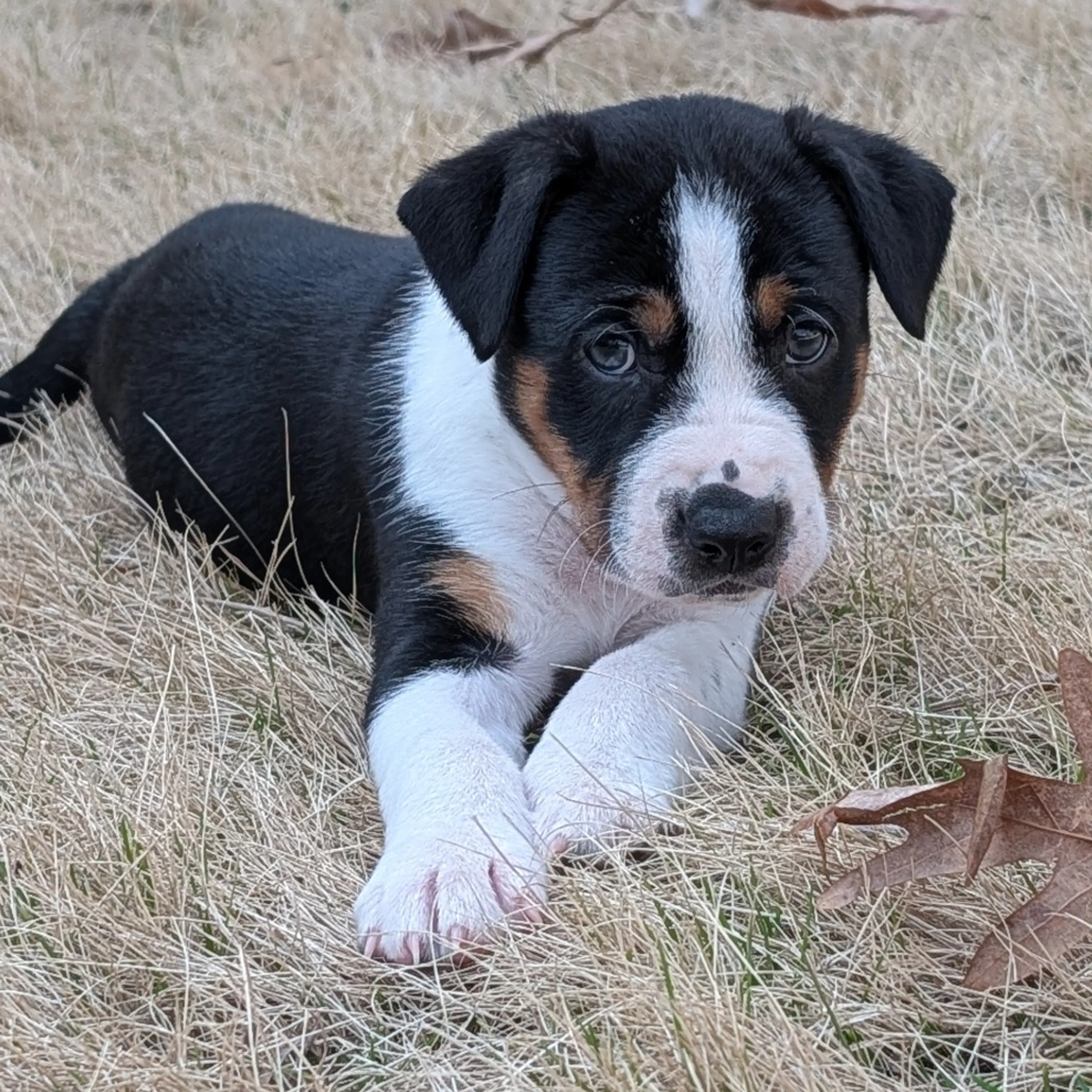 Found pet-3