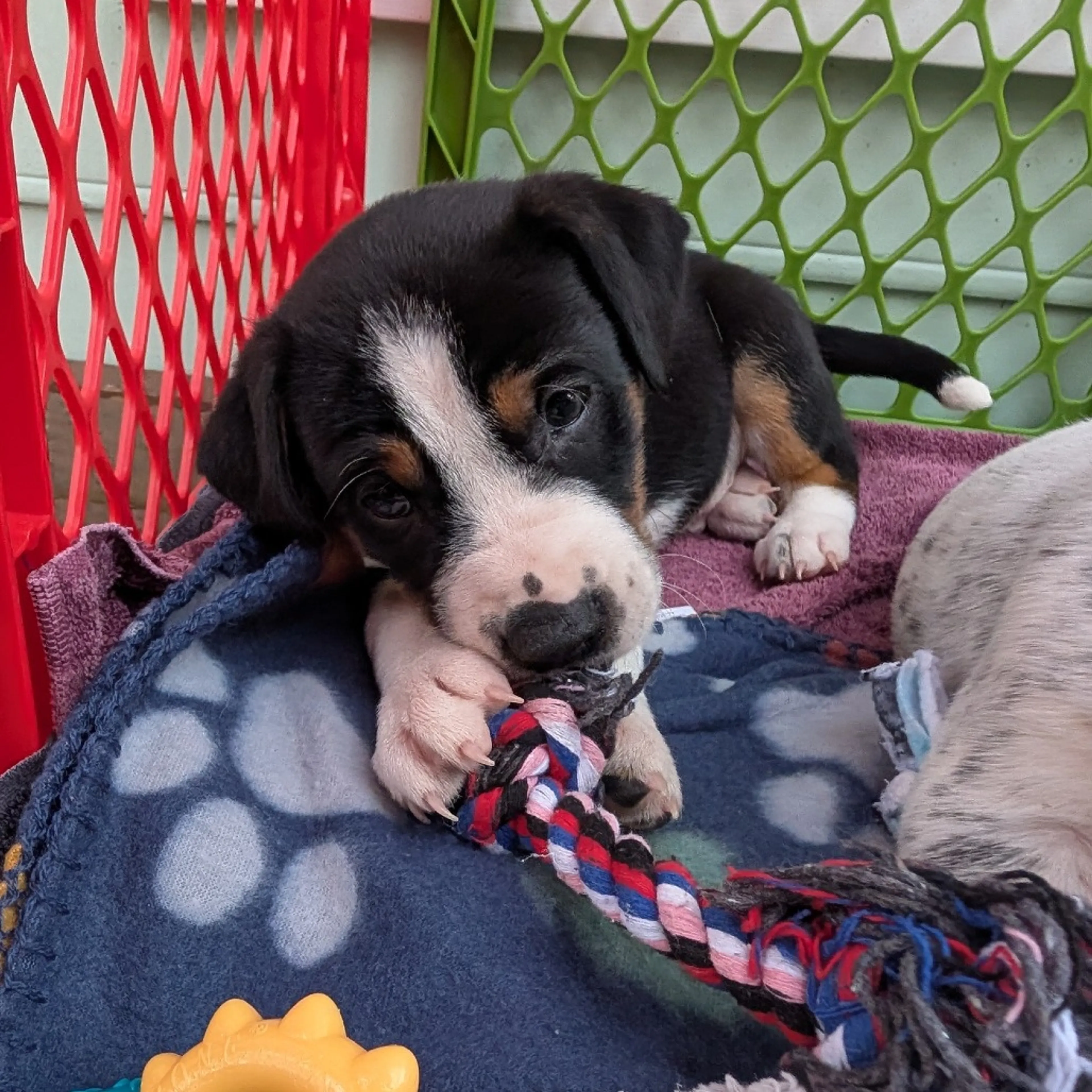 Found pet-5