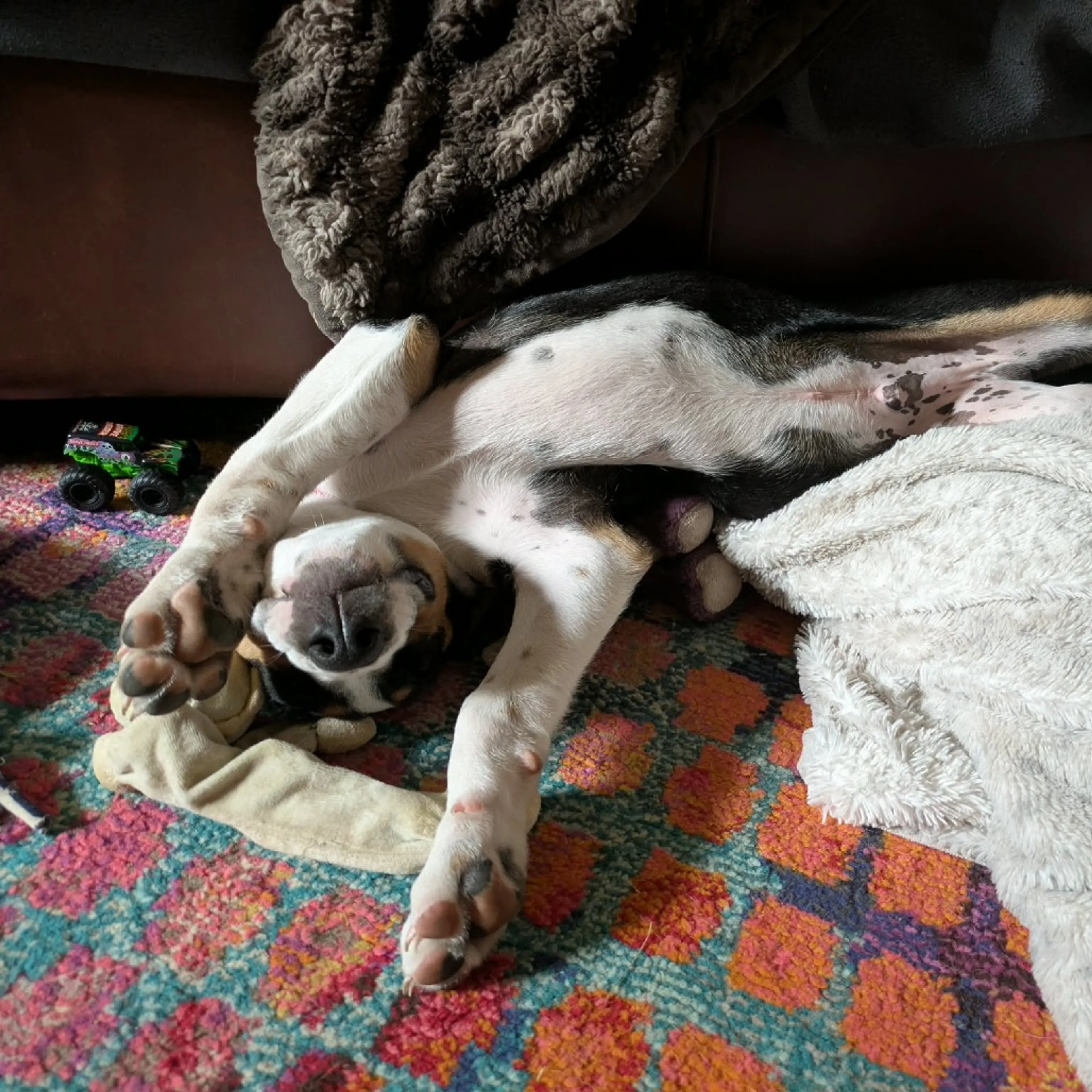 Found pet-9