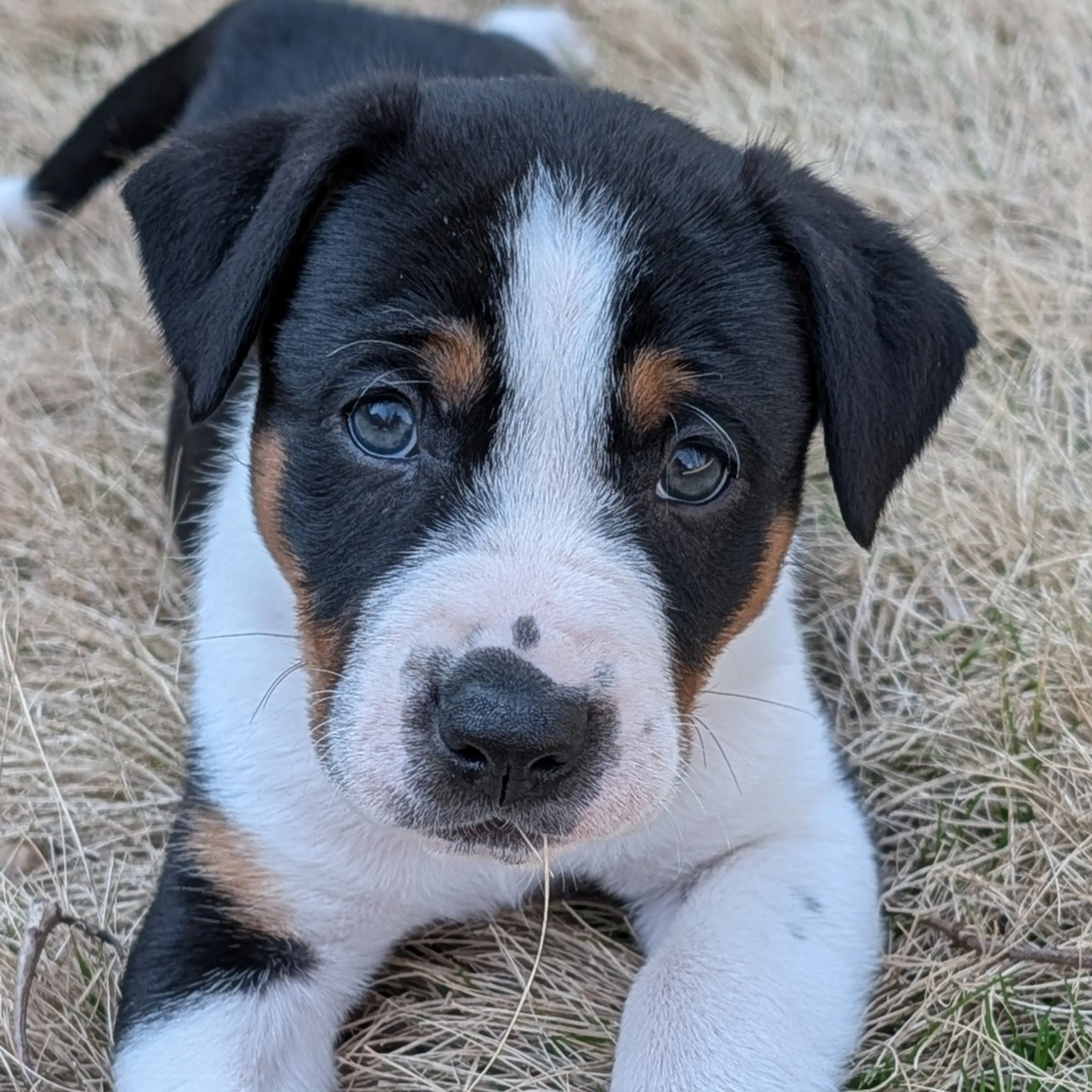 Found pet-2