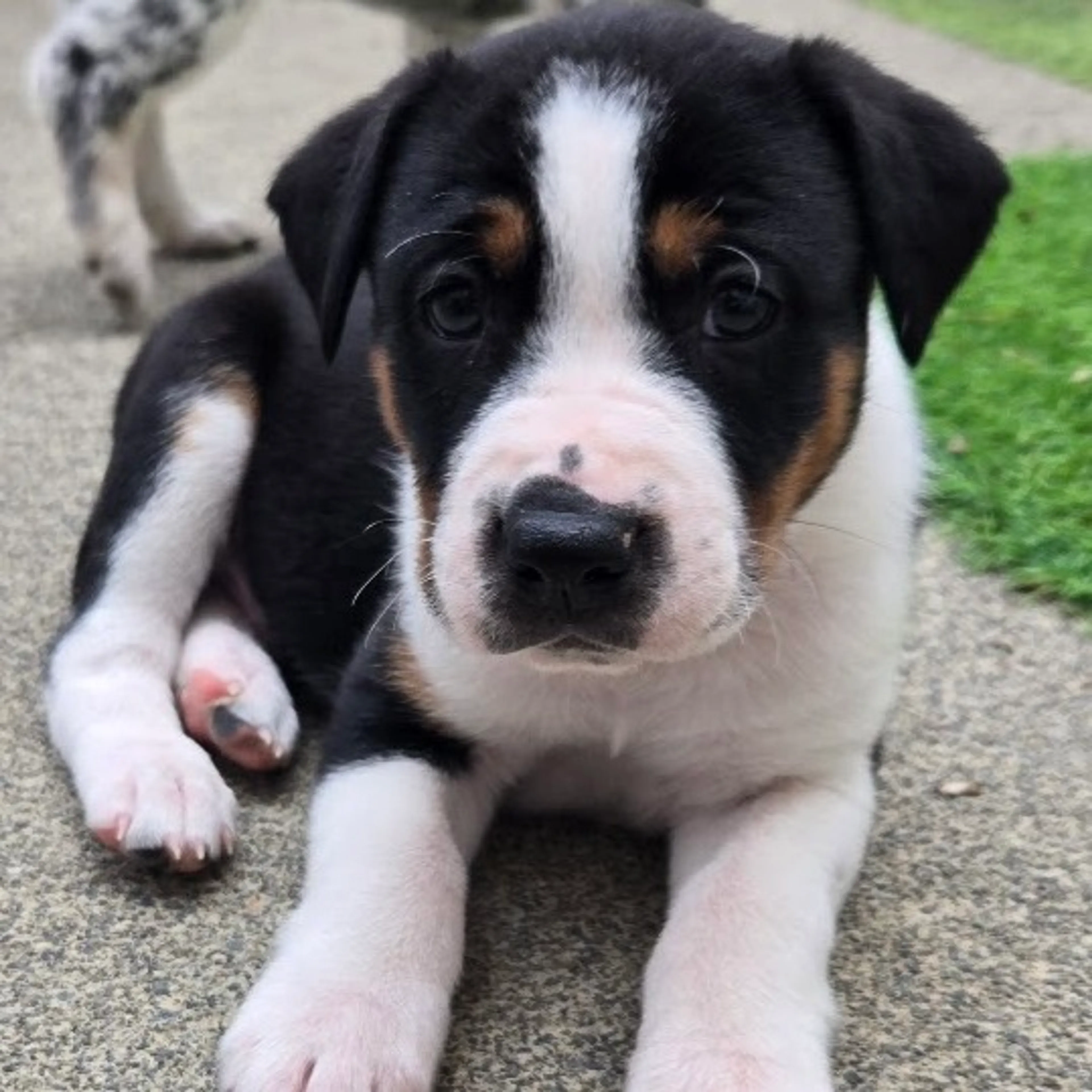 Found pet-1