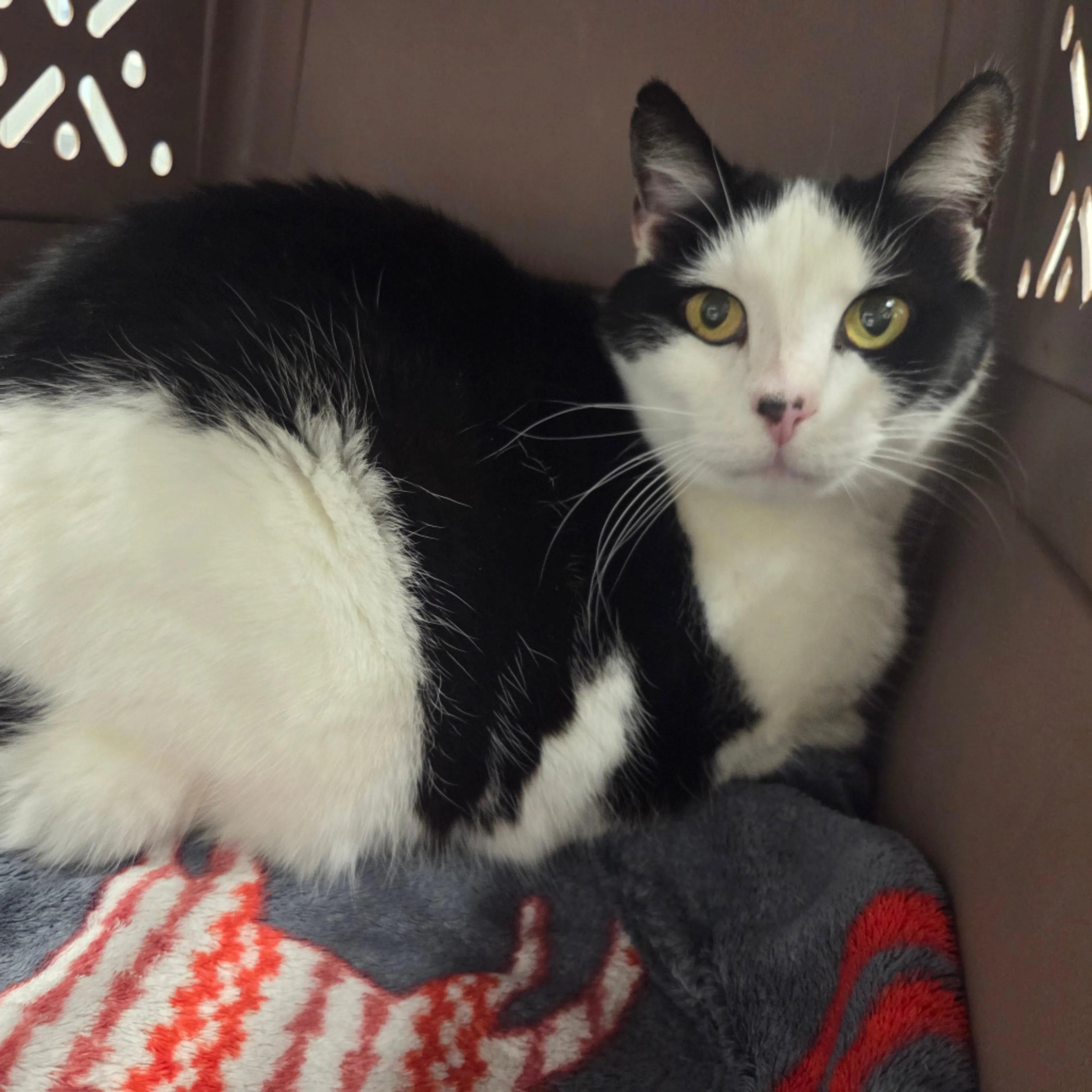 Found pet-1