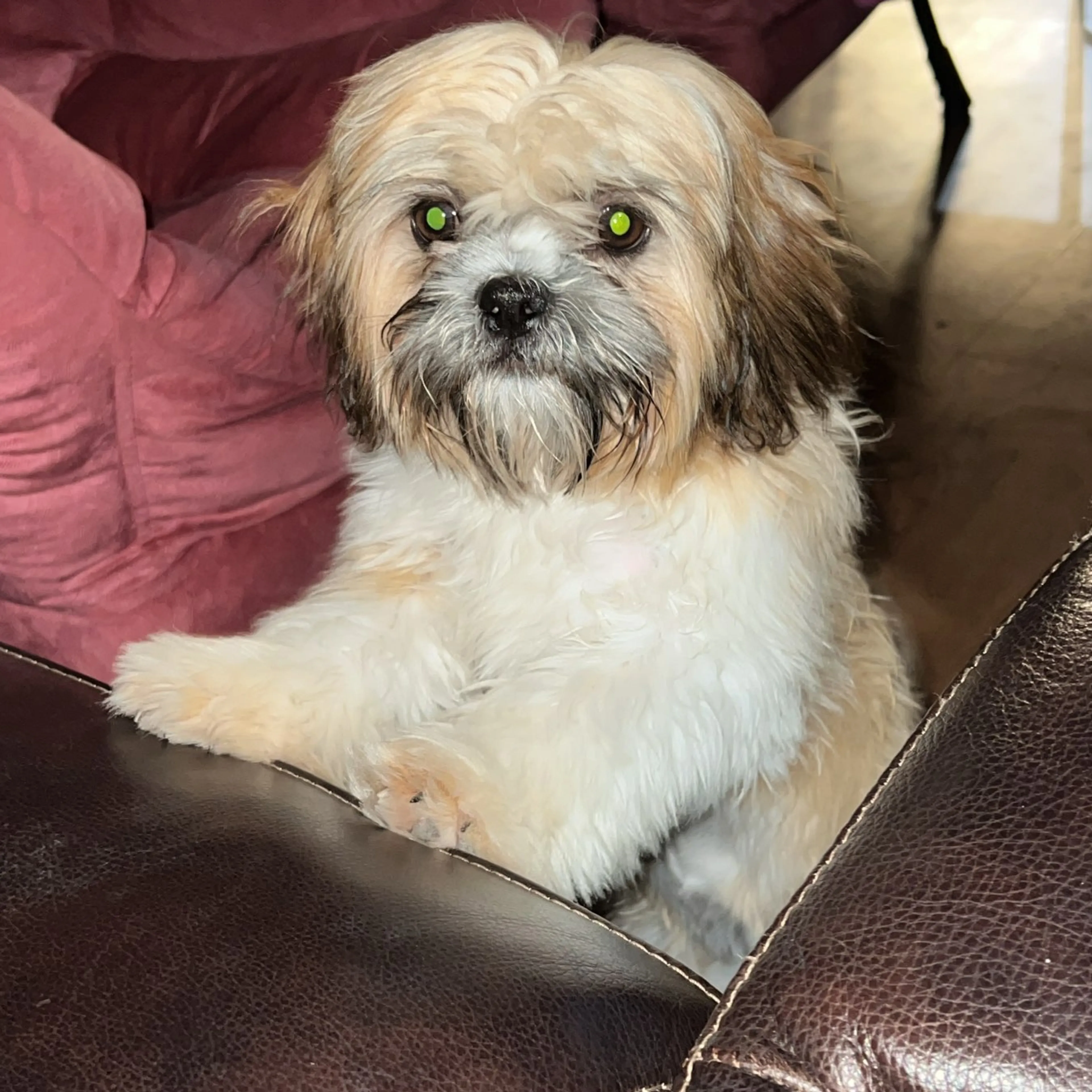 Lost pet-1