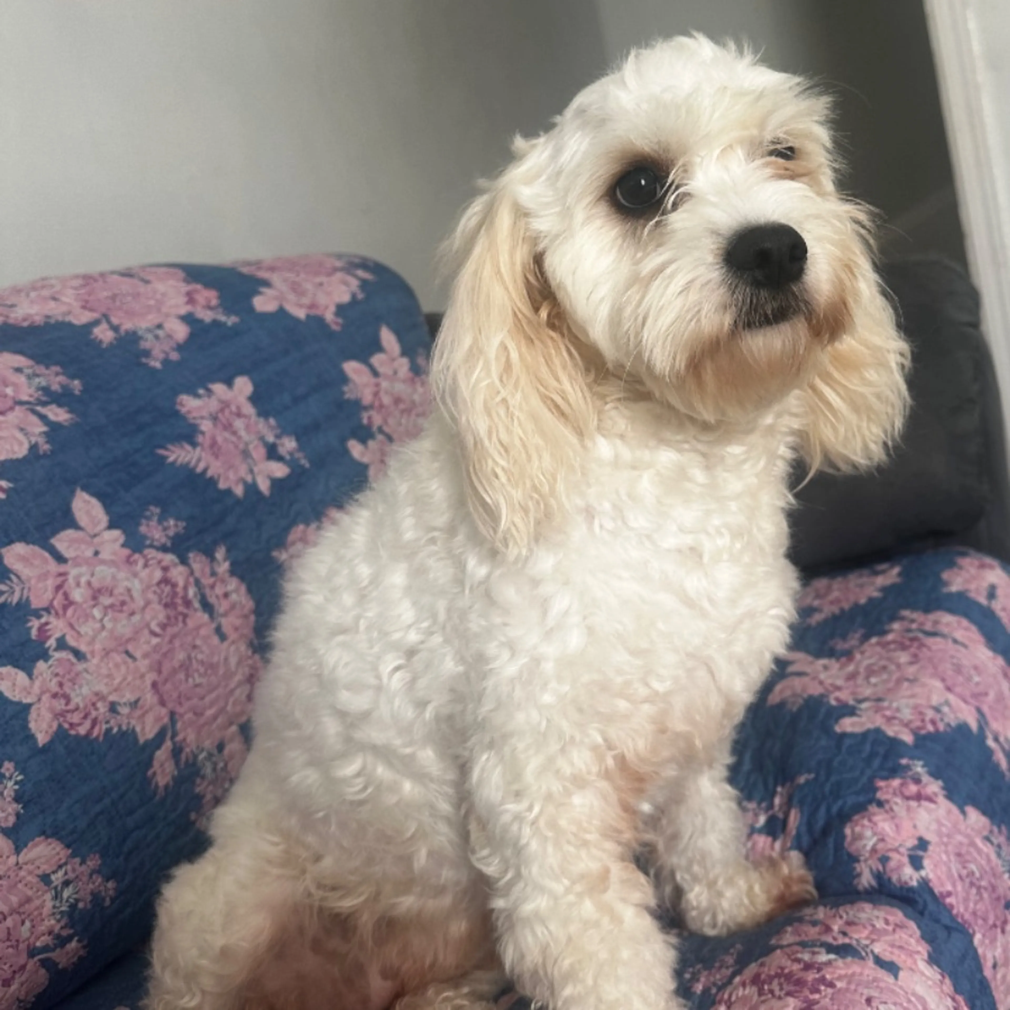 Lost pet