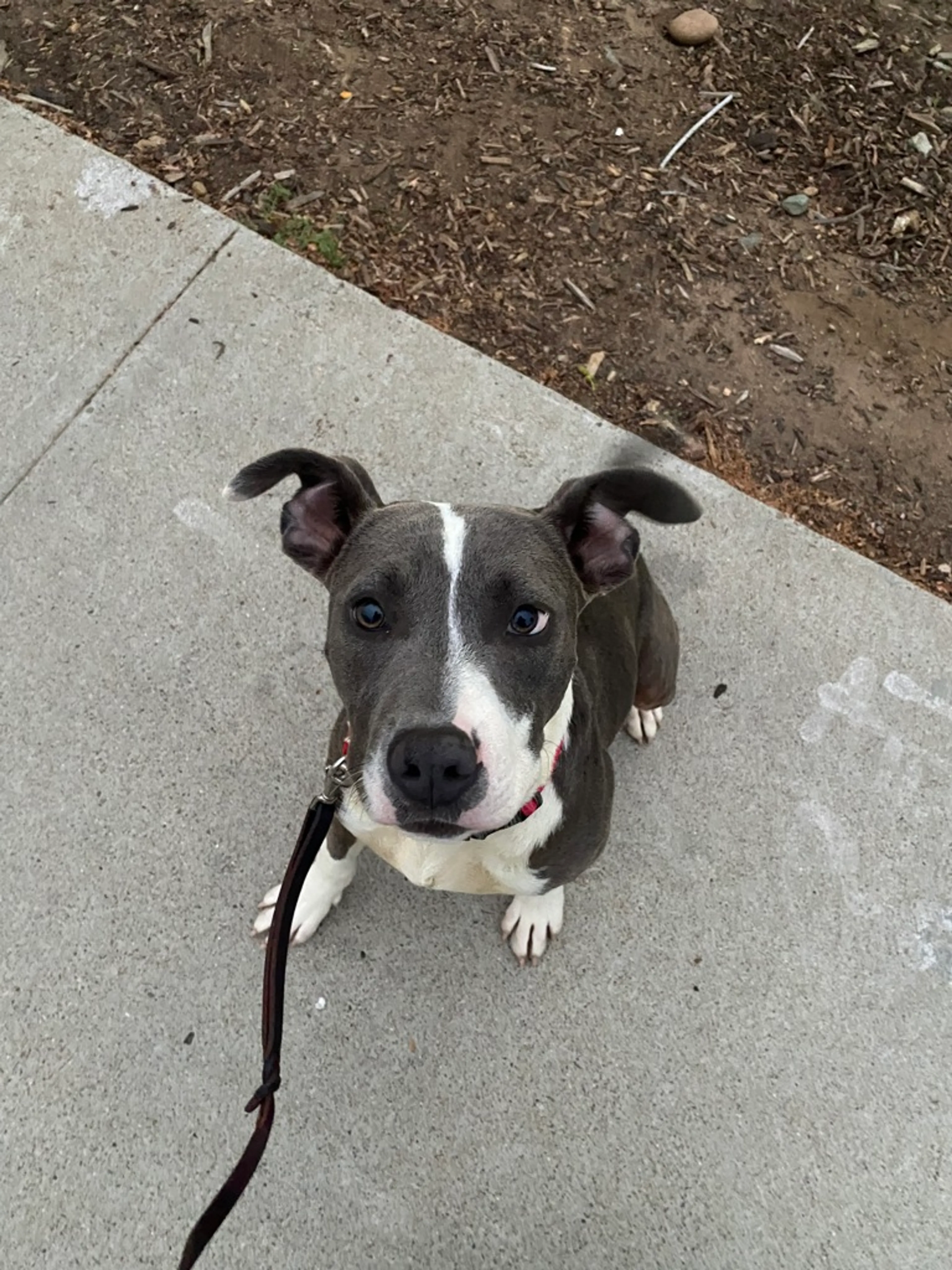 Lost pet-2