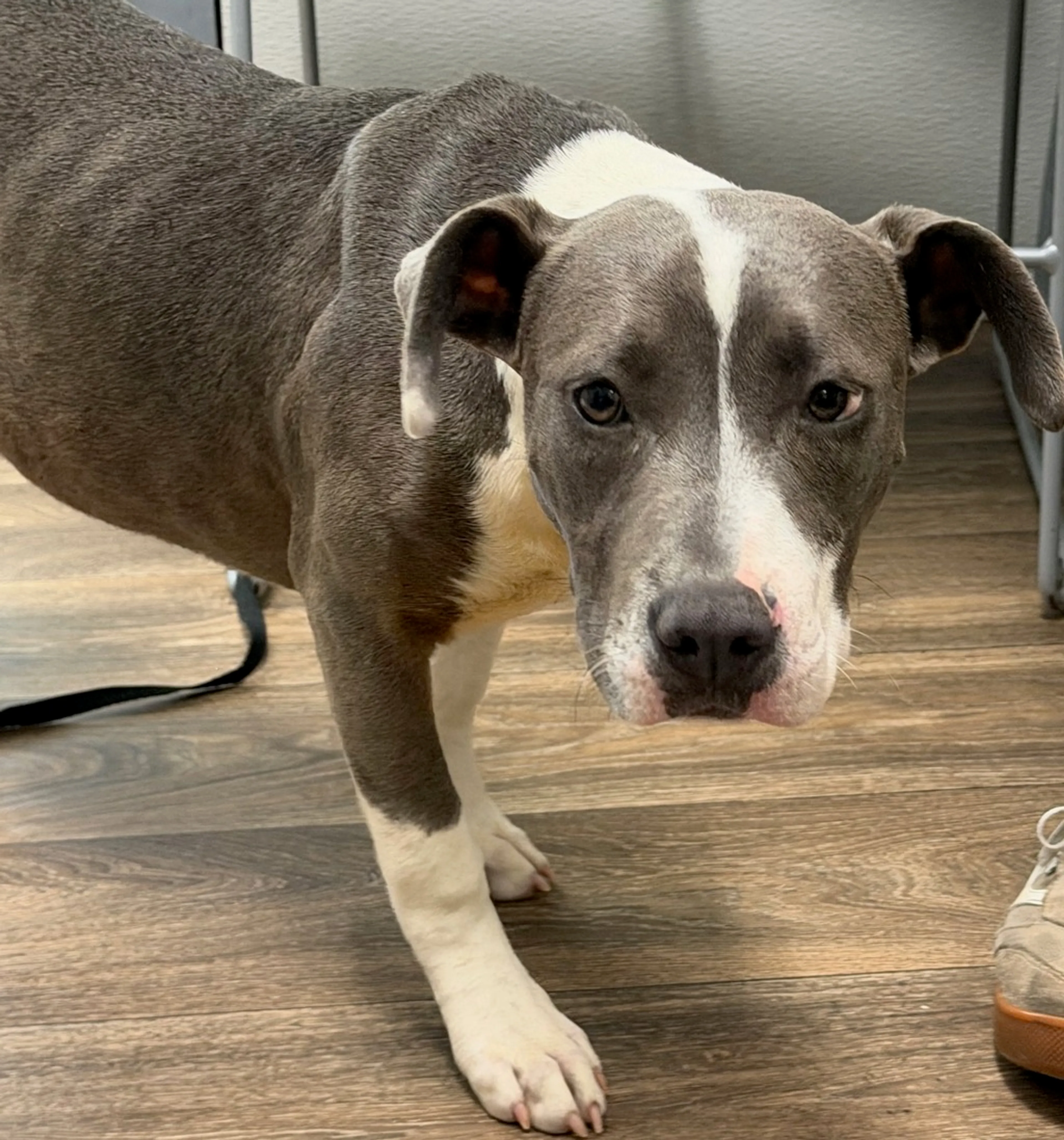 Lost pet-3