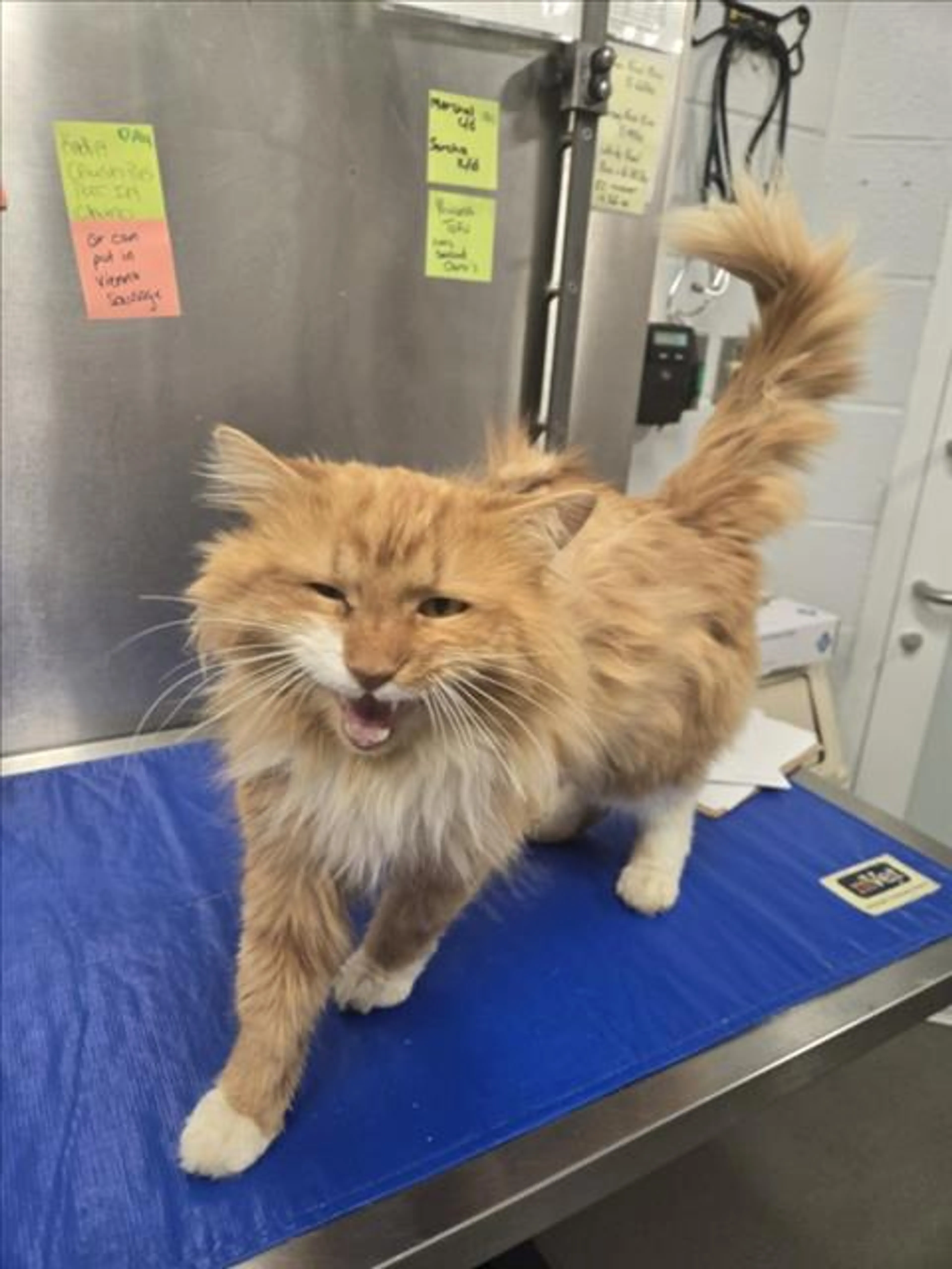 Found pet