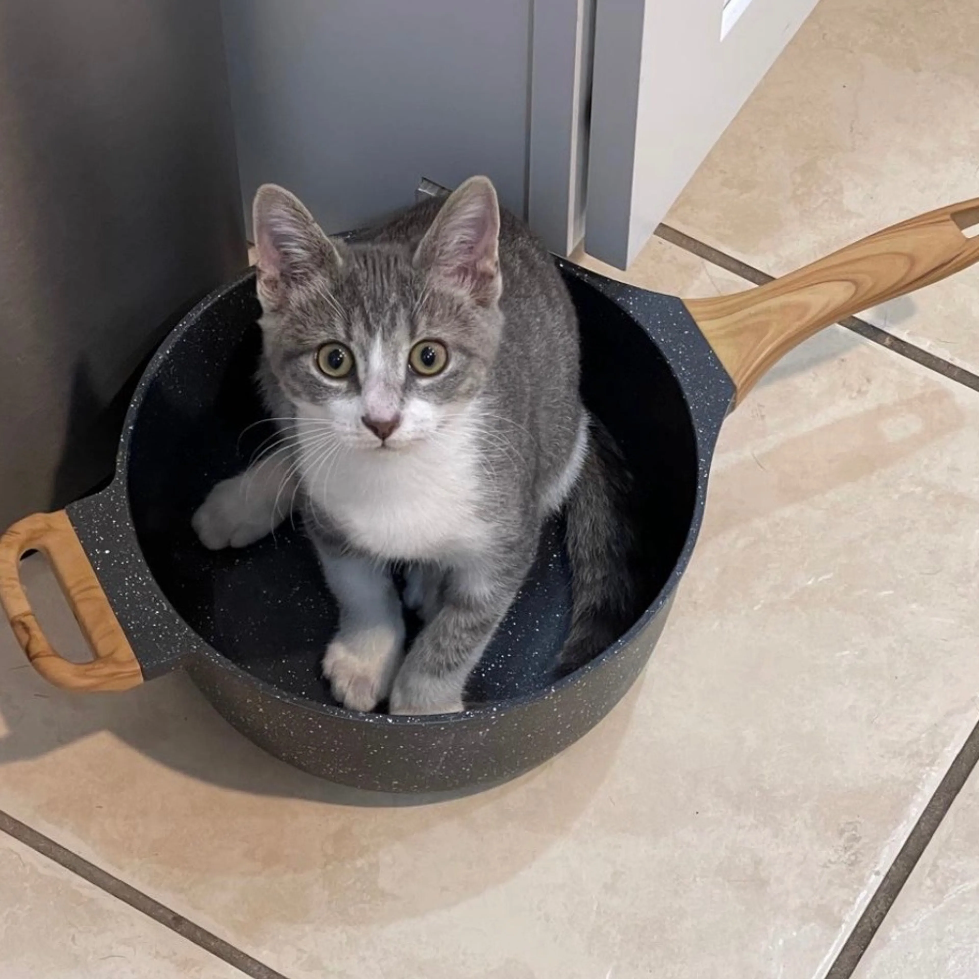 Lost pet-0