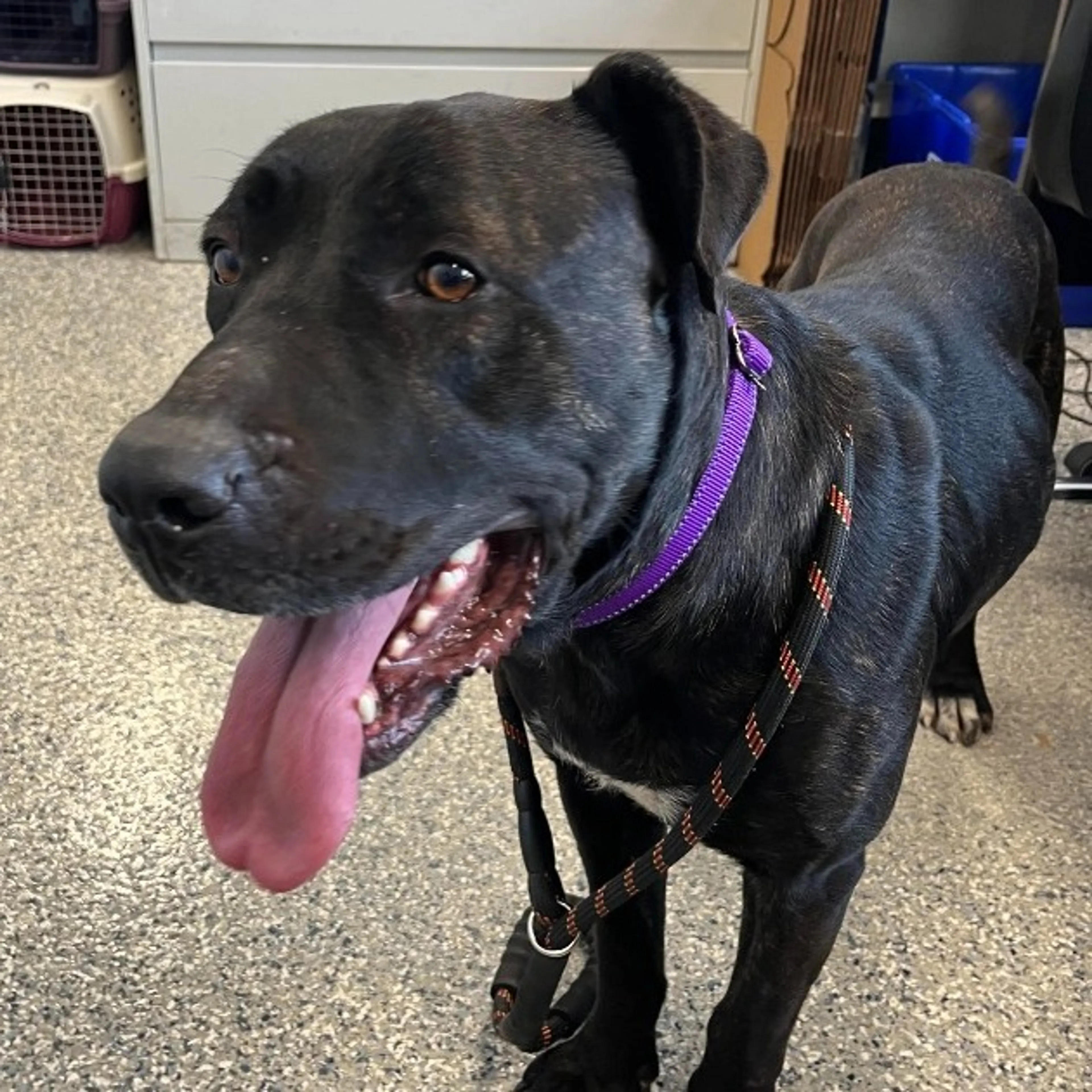 Found pet-1