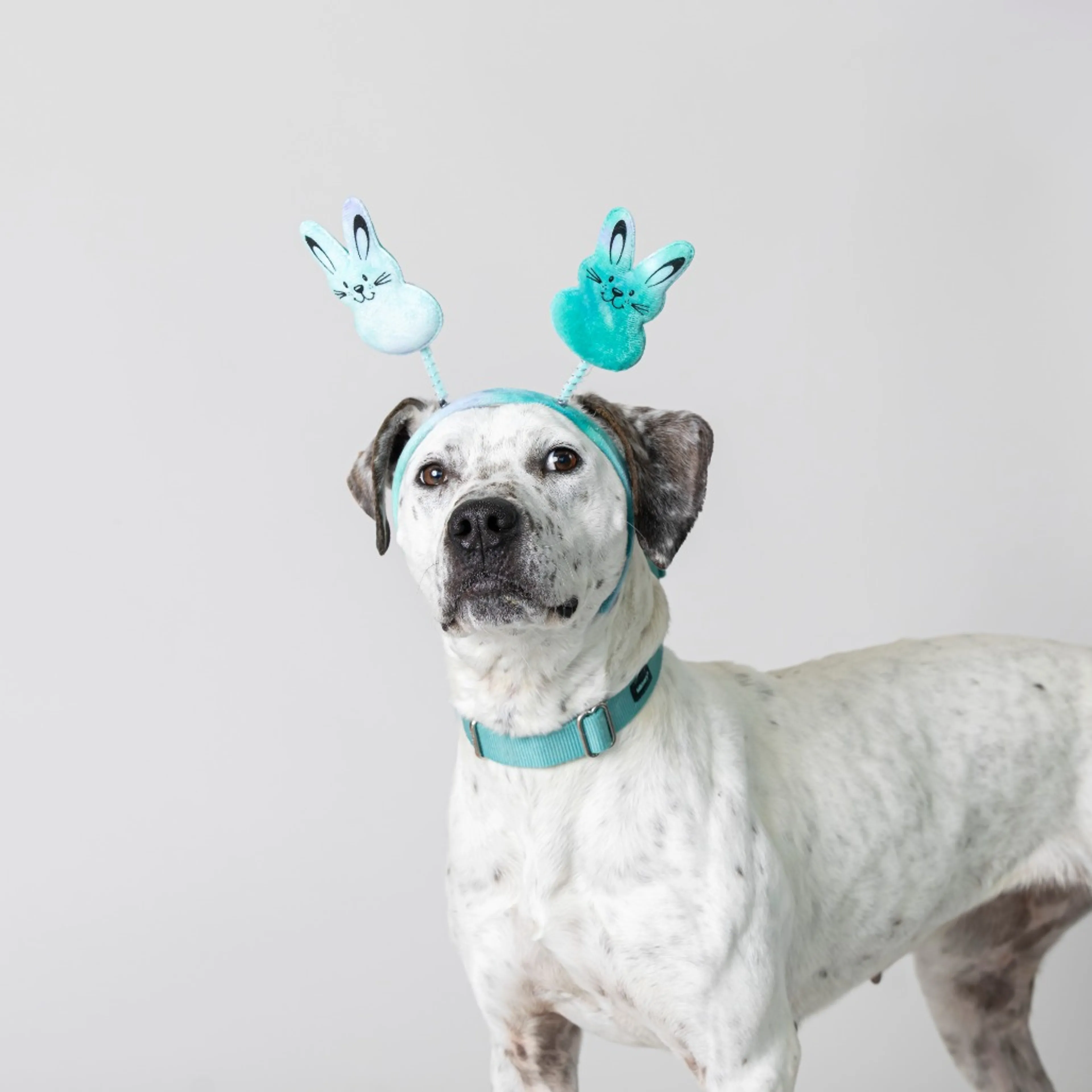 Found pet-4