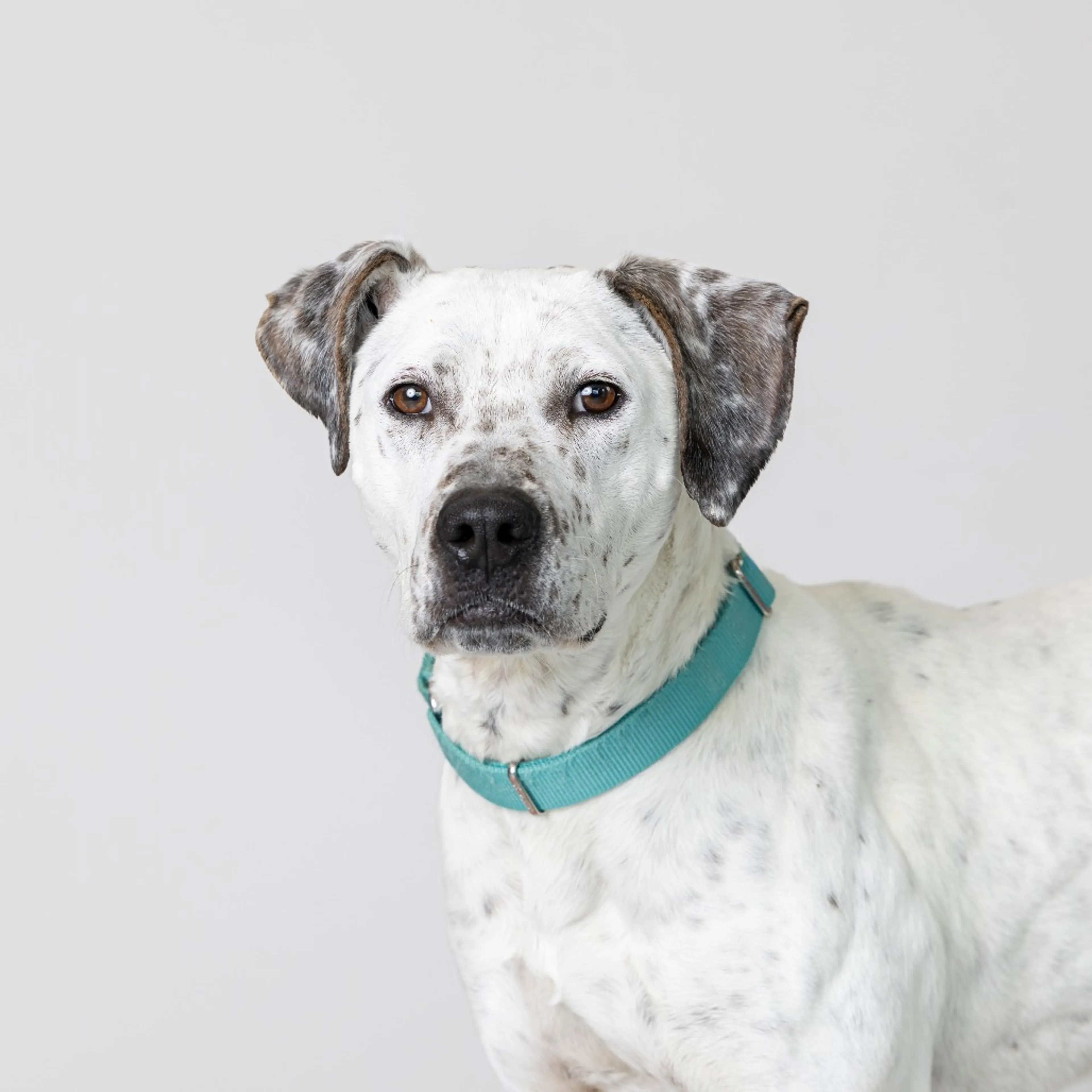 Found pet-5