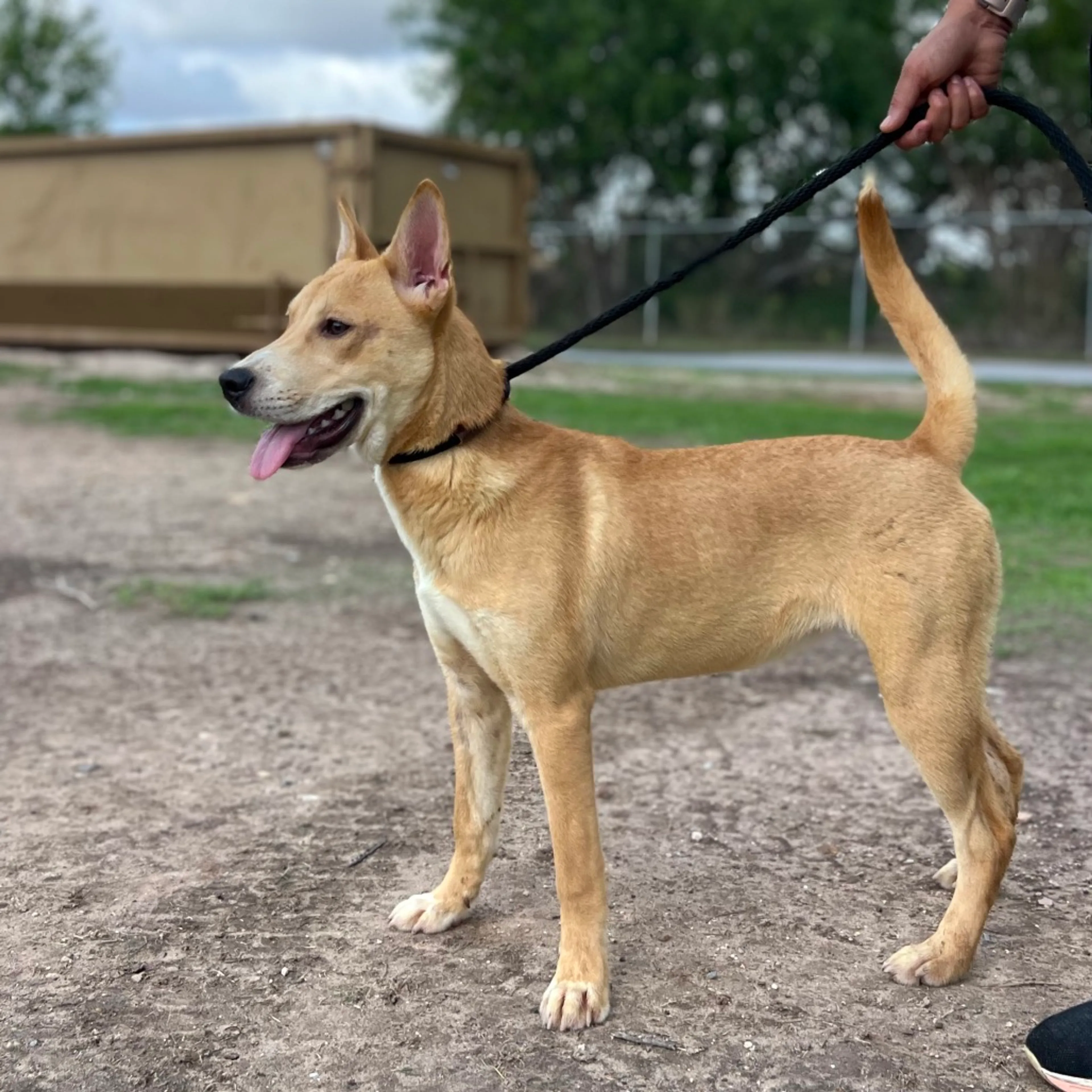Found pet-4