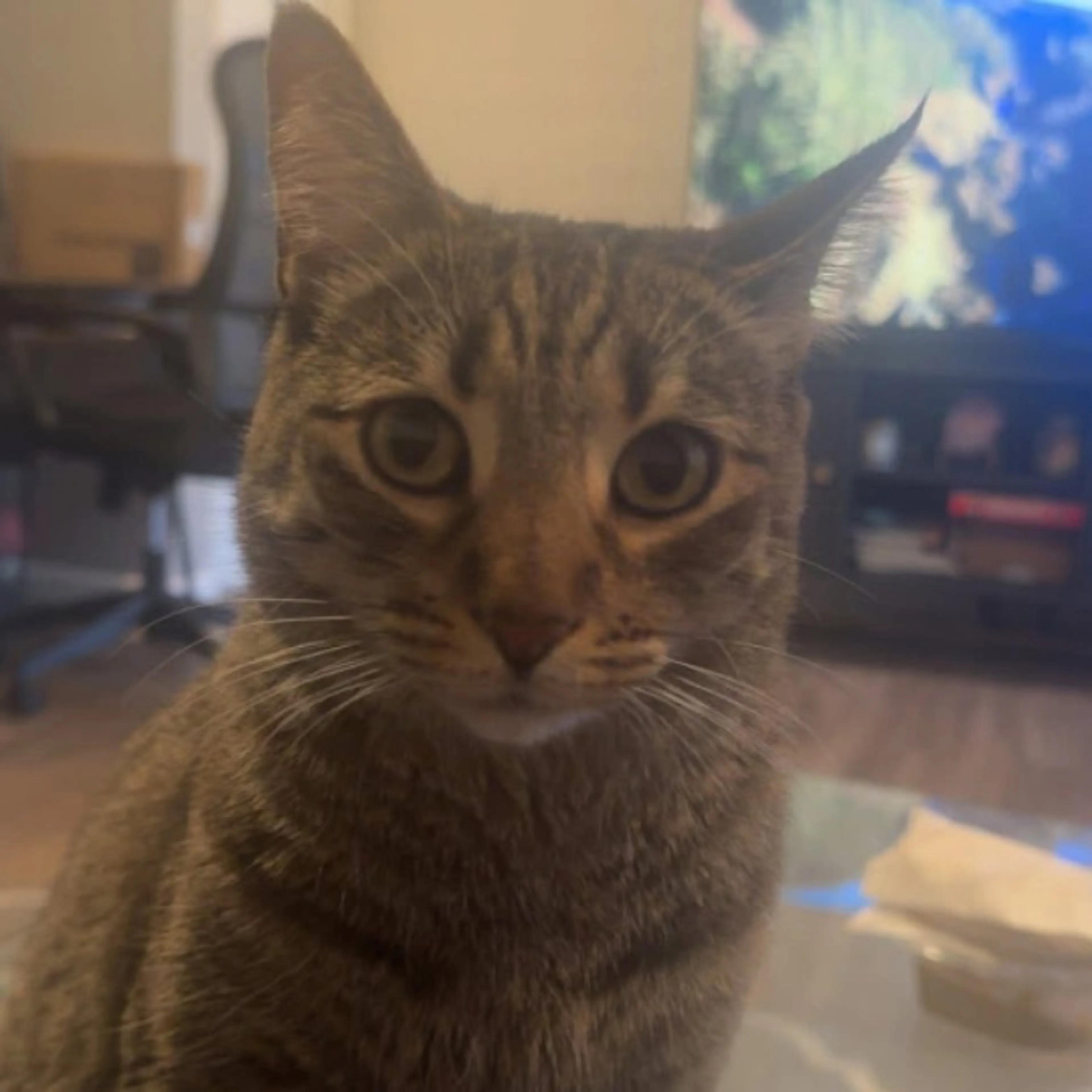 Lost pet-0