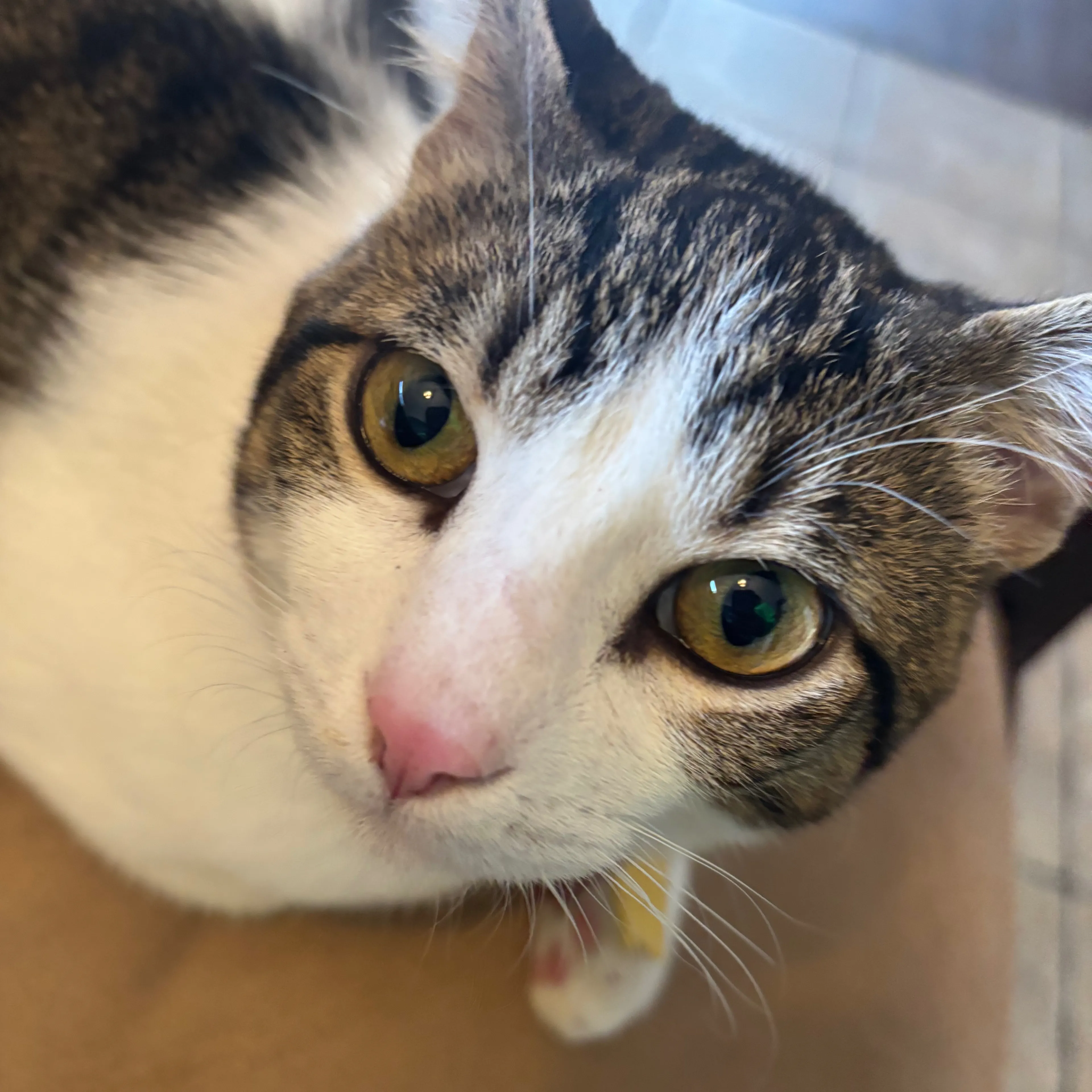 Lost pet-2