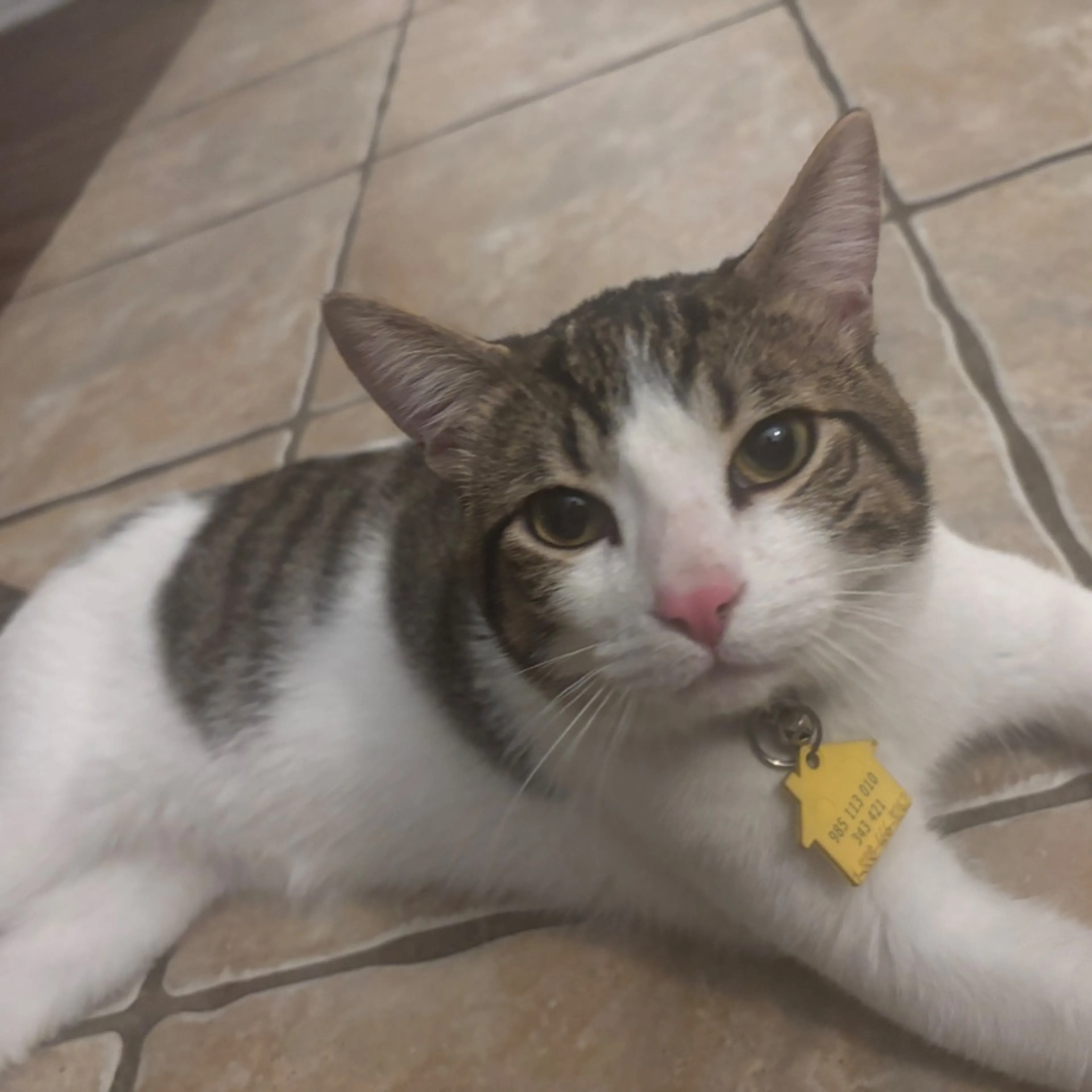 Lost pet-0