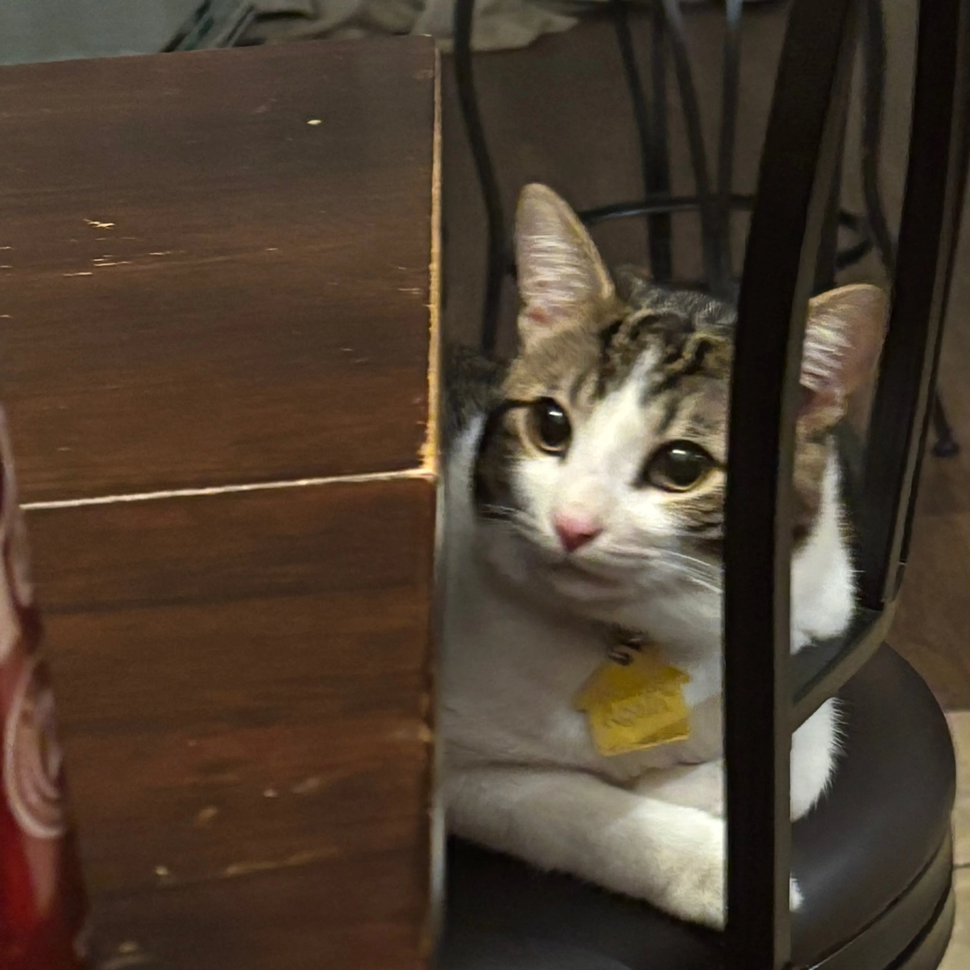 Lost pet-3