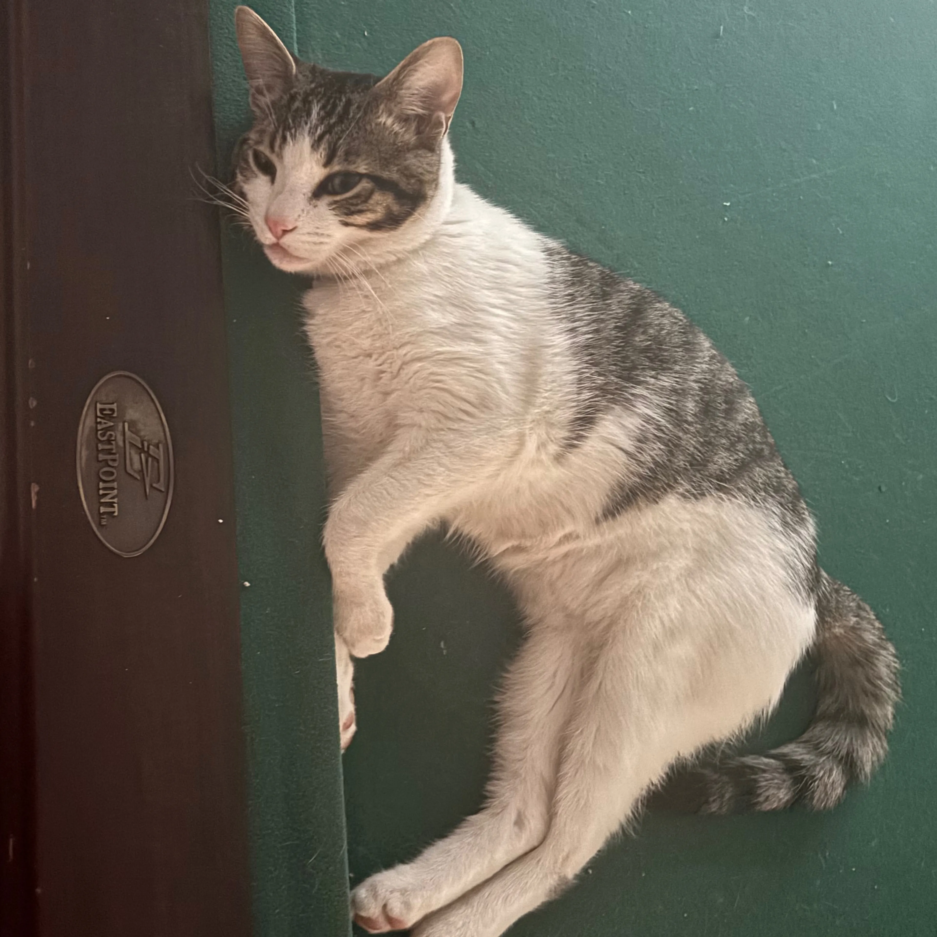 Lost pet-1