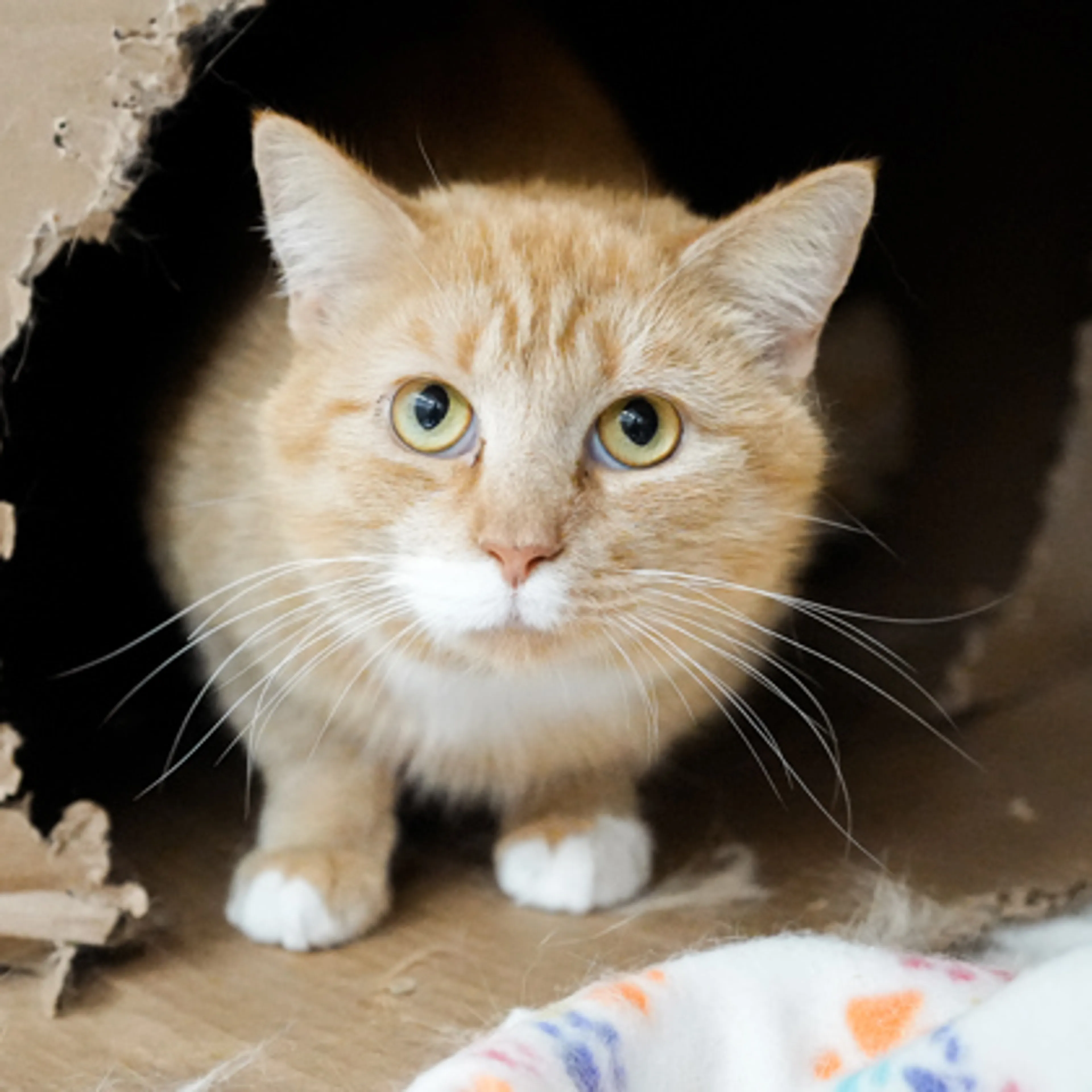 Found pet-1