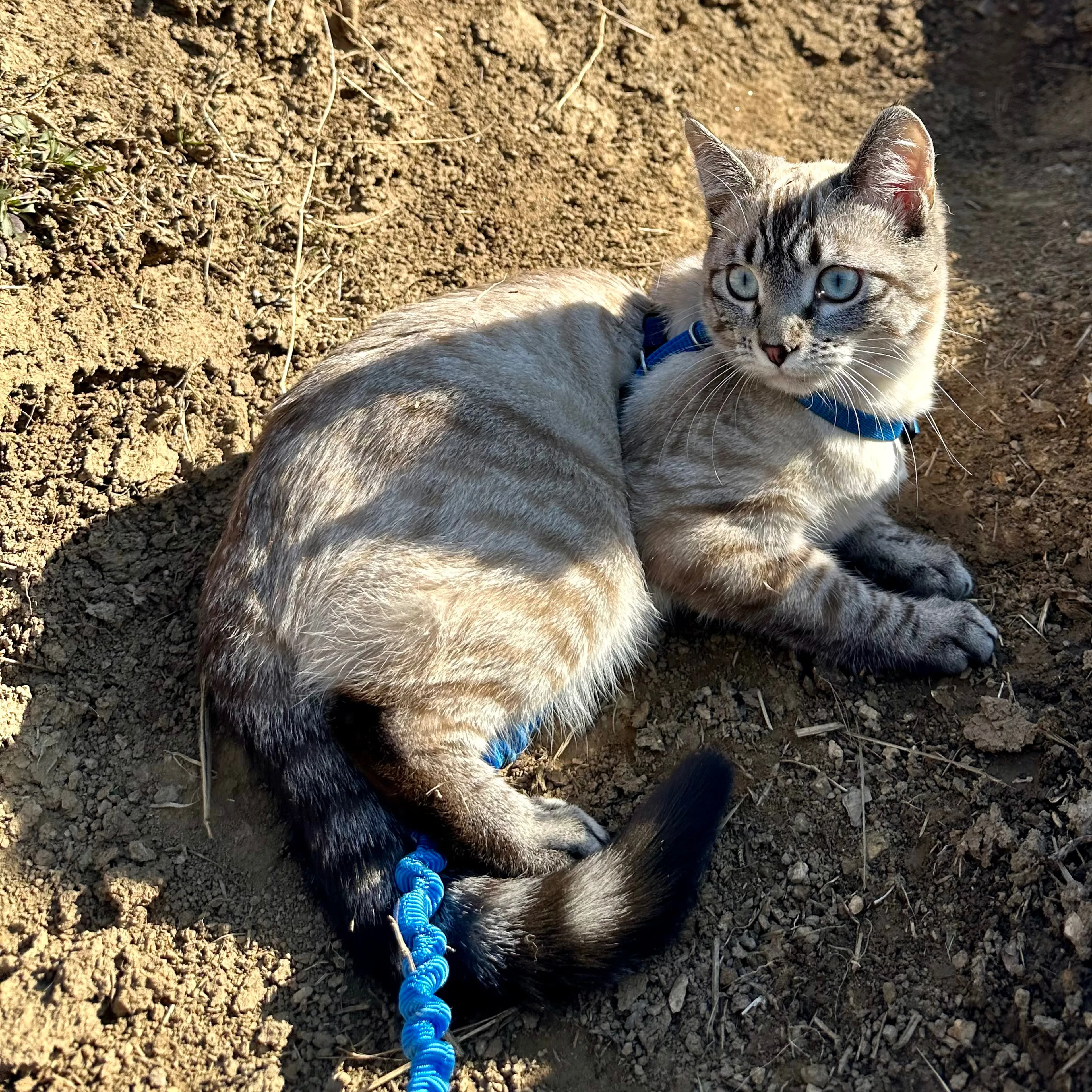 Lost pet-1