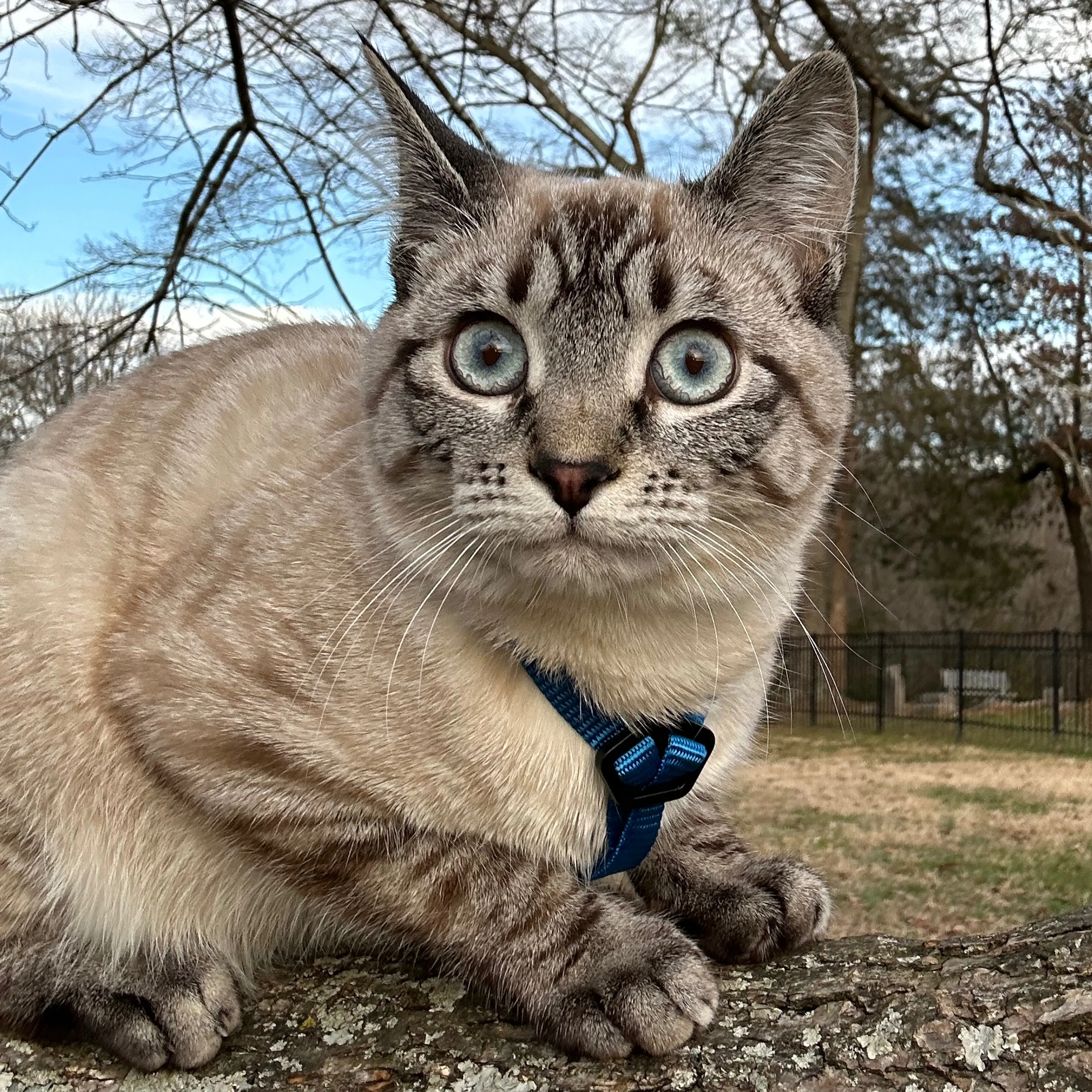 Lost pet-2