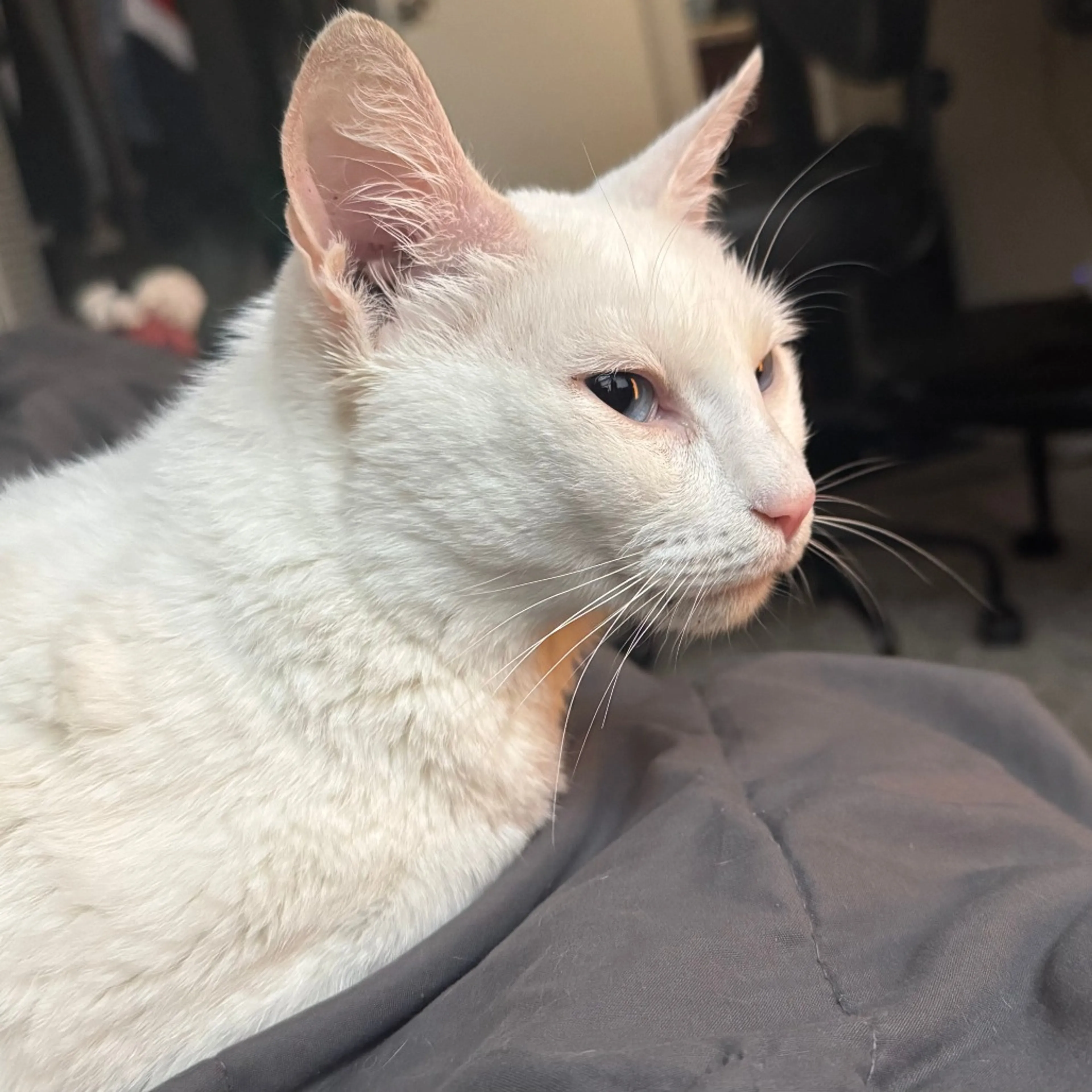 Found pet-1