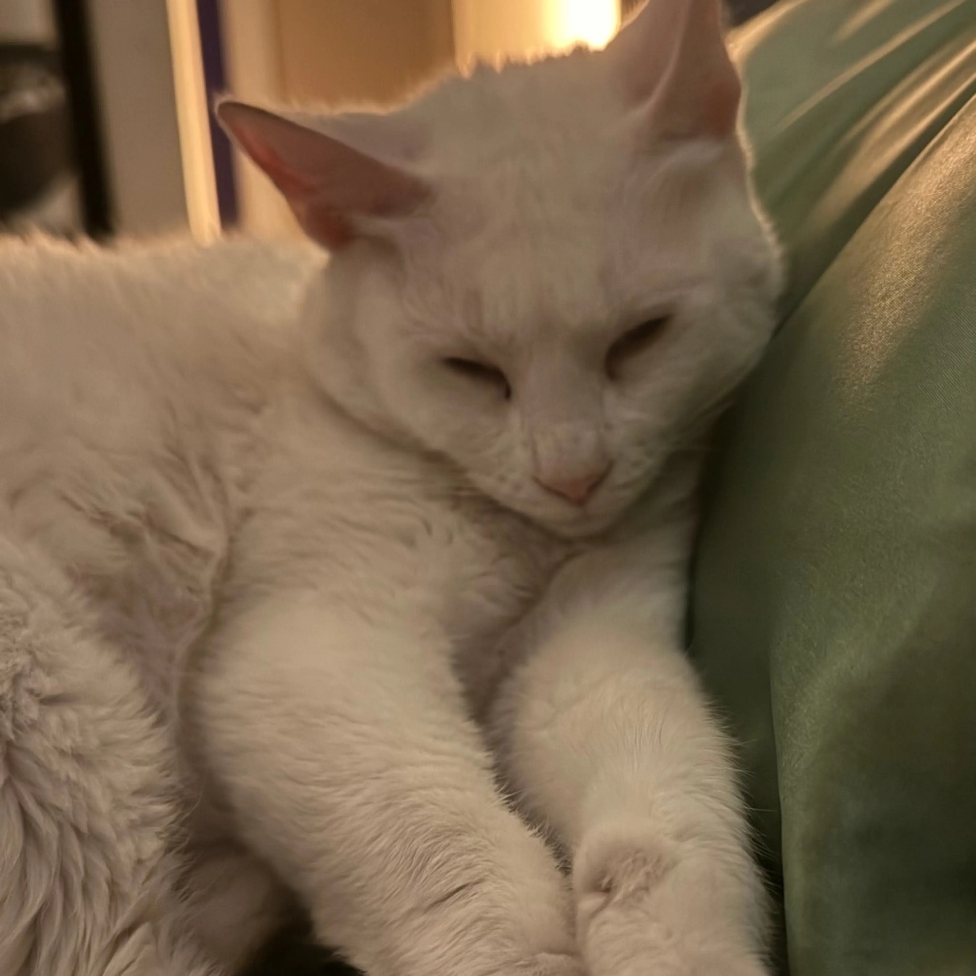 Found pet-2