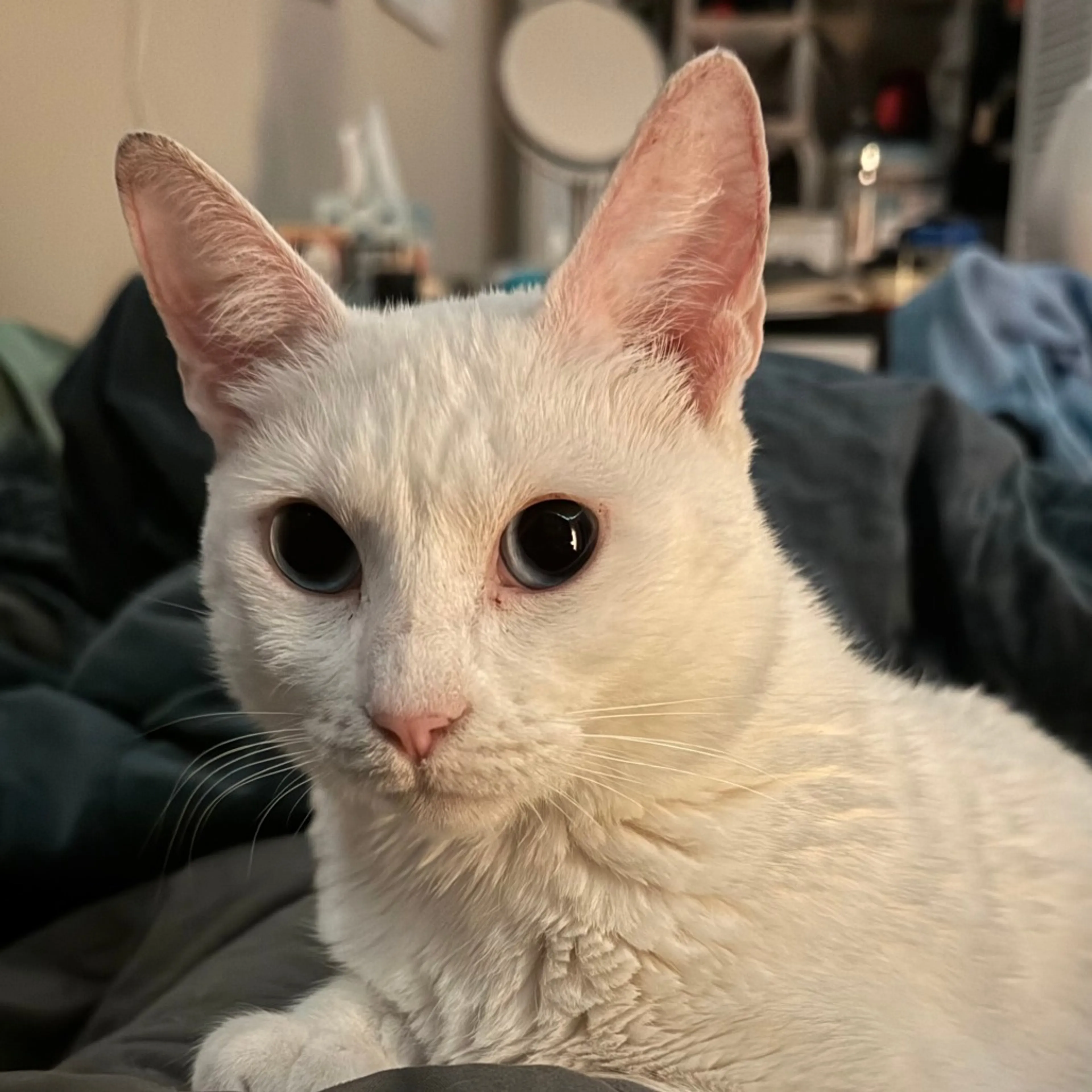 Found pet-0