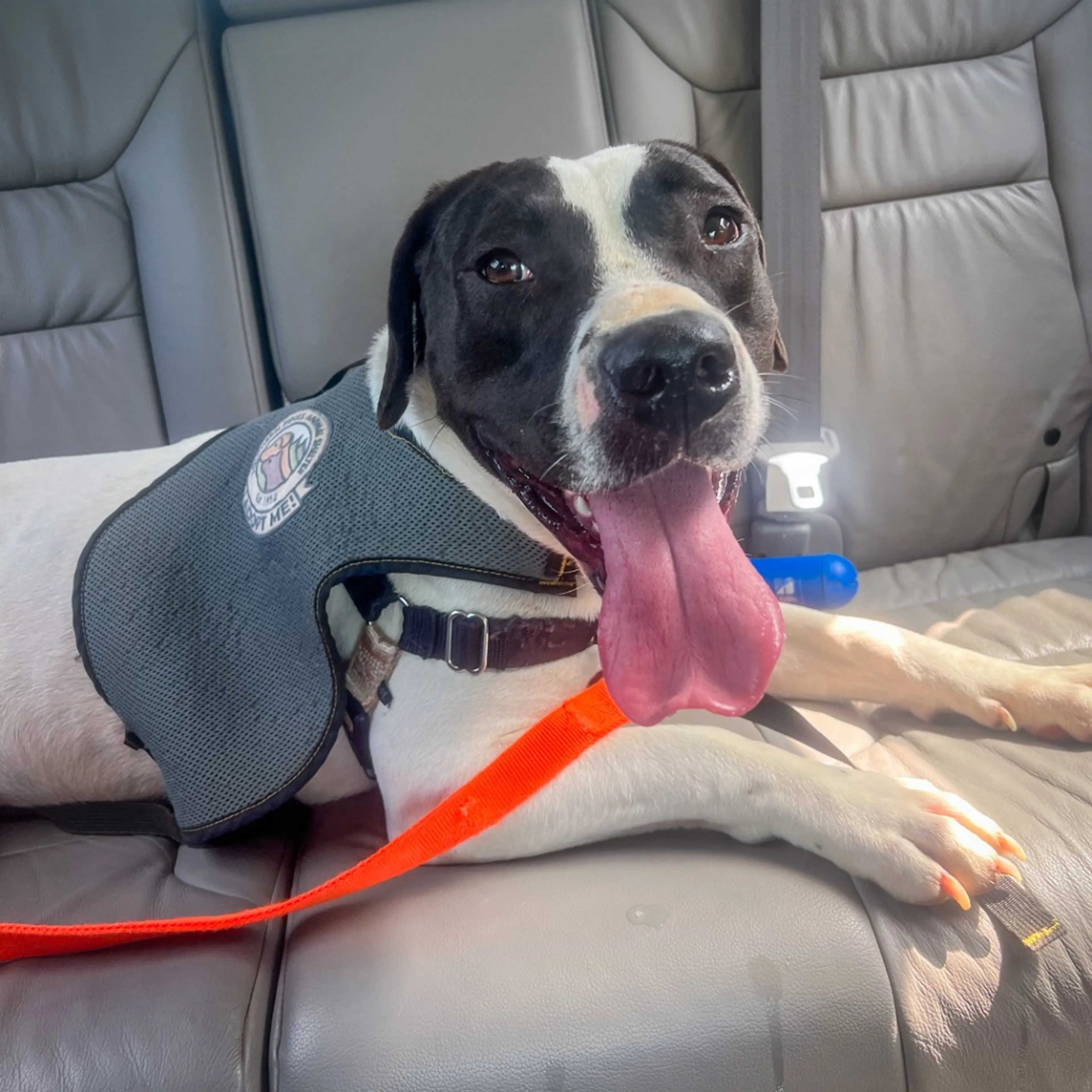 Found pet-12